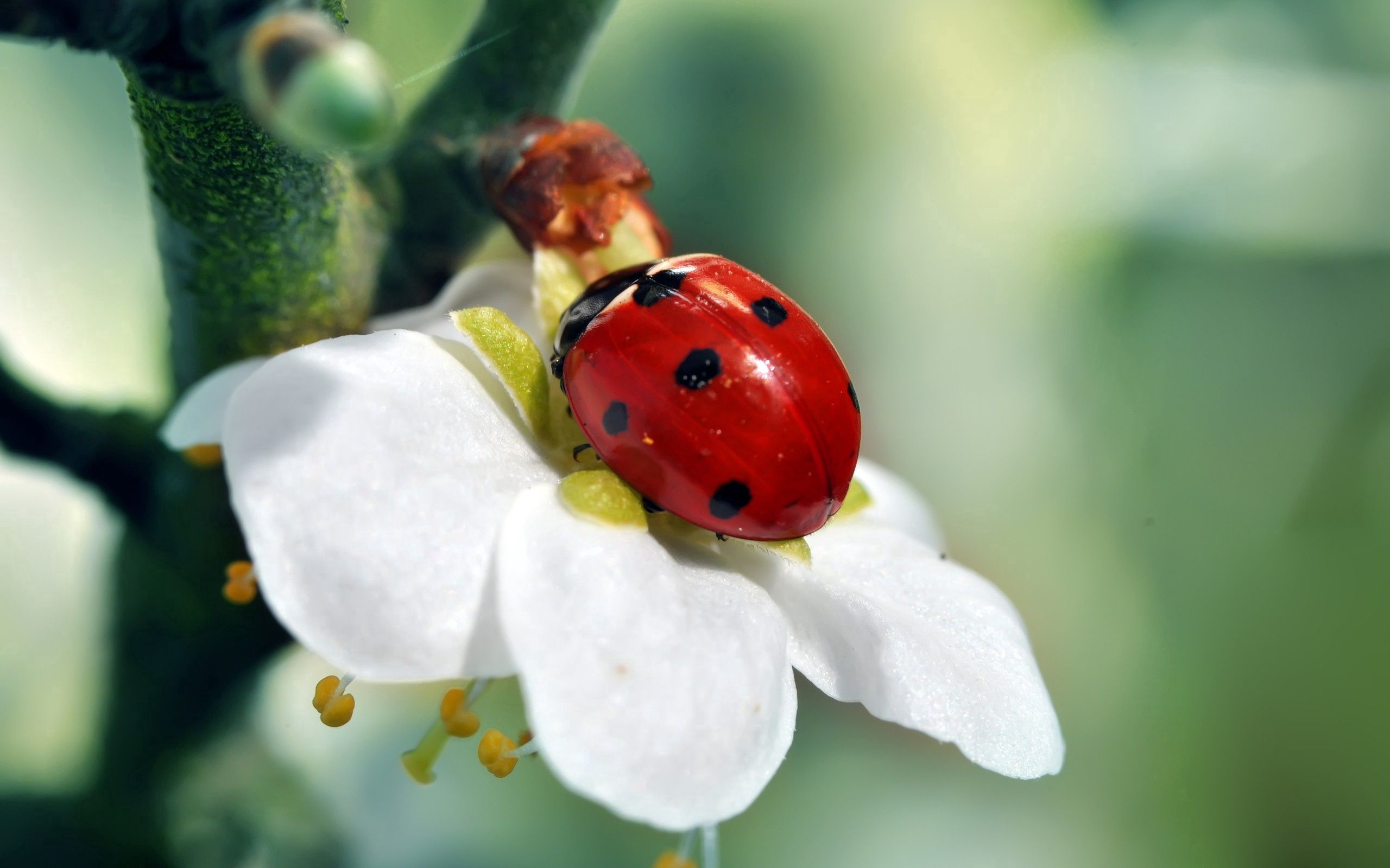 flower, macro, petals, ladybug, ladybird cellphone