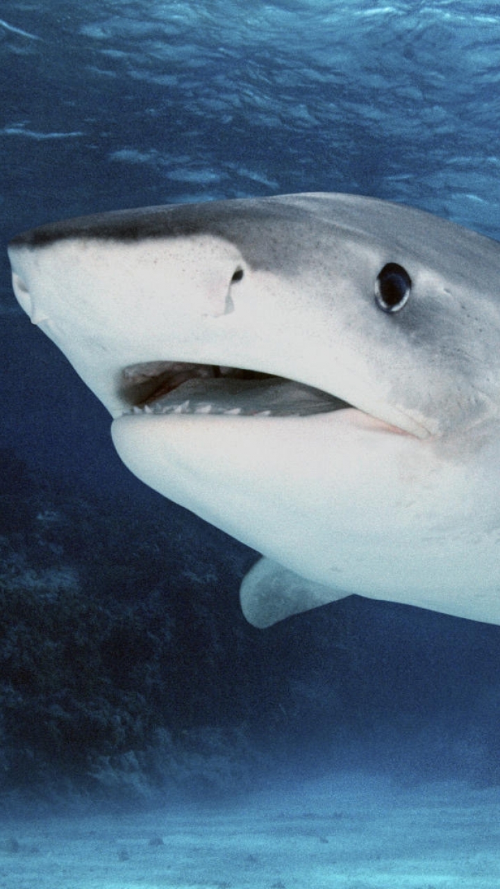 Téléchargez des papiers peints mobile Animaux, Requin Tigre, Les Requins gratuitement.