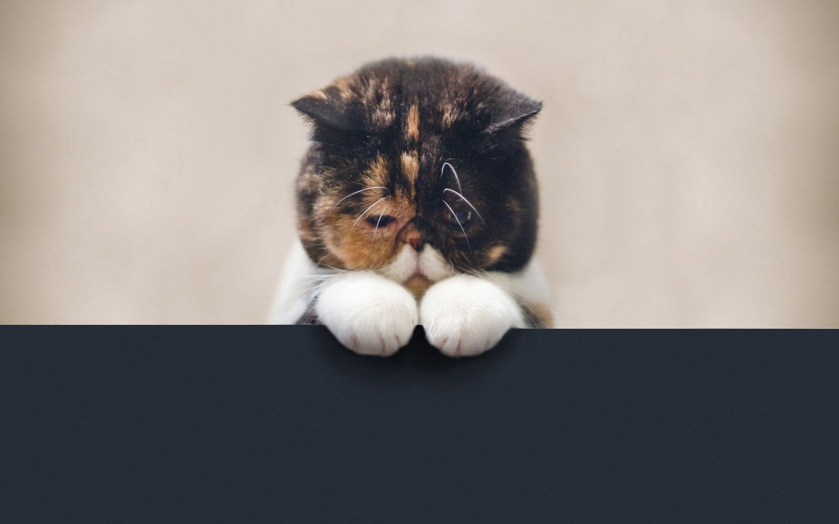 Download mobile wallpaper Cat, Cats, Animal for free.