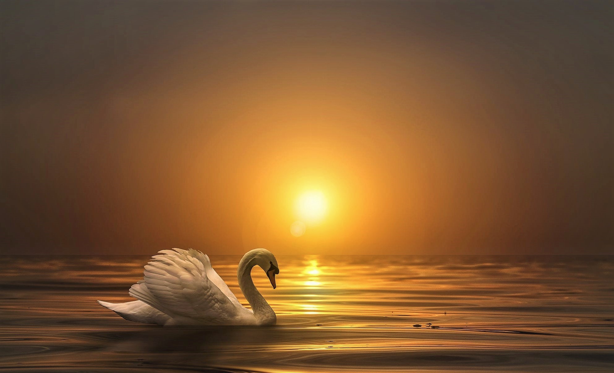 Free download wallpaper Birds, Sunset, Animal, Swan, Mute Swan on your PC desktop