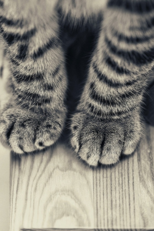 Download mobile wallpaper Cats, Cat, Animal, Paw, Tabby Cat for free.