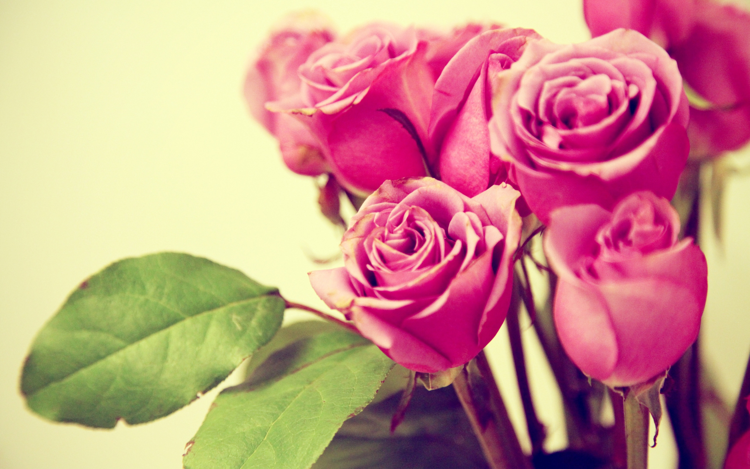 Скачати мобільні шпалери Рожева Троянда, Флауерзи, Квітка, Роза, Земля безкоштовно.