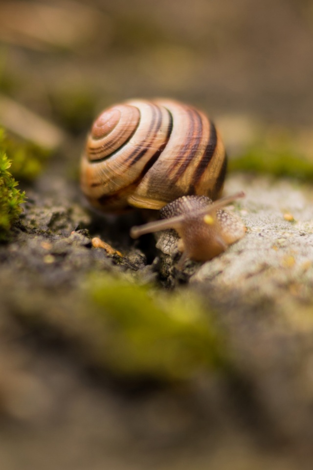 Téléchargez des papiers peints mobile Animaux, Escargot gratuitement.