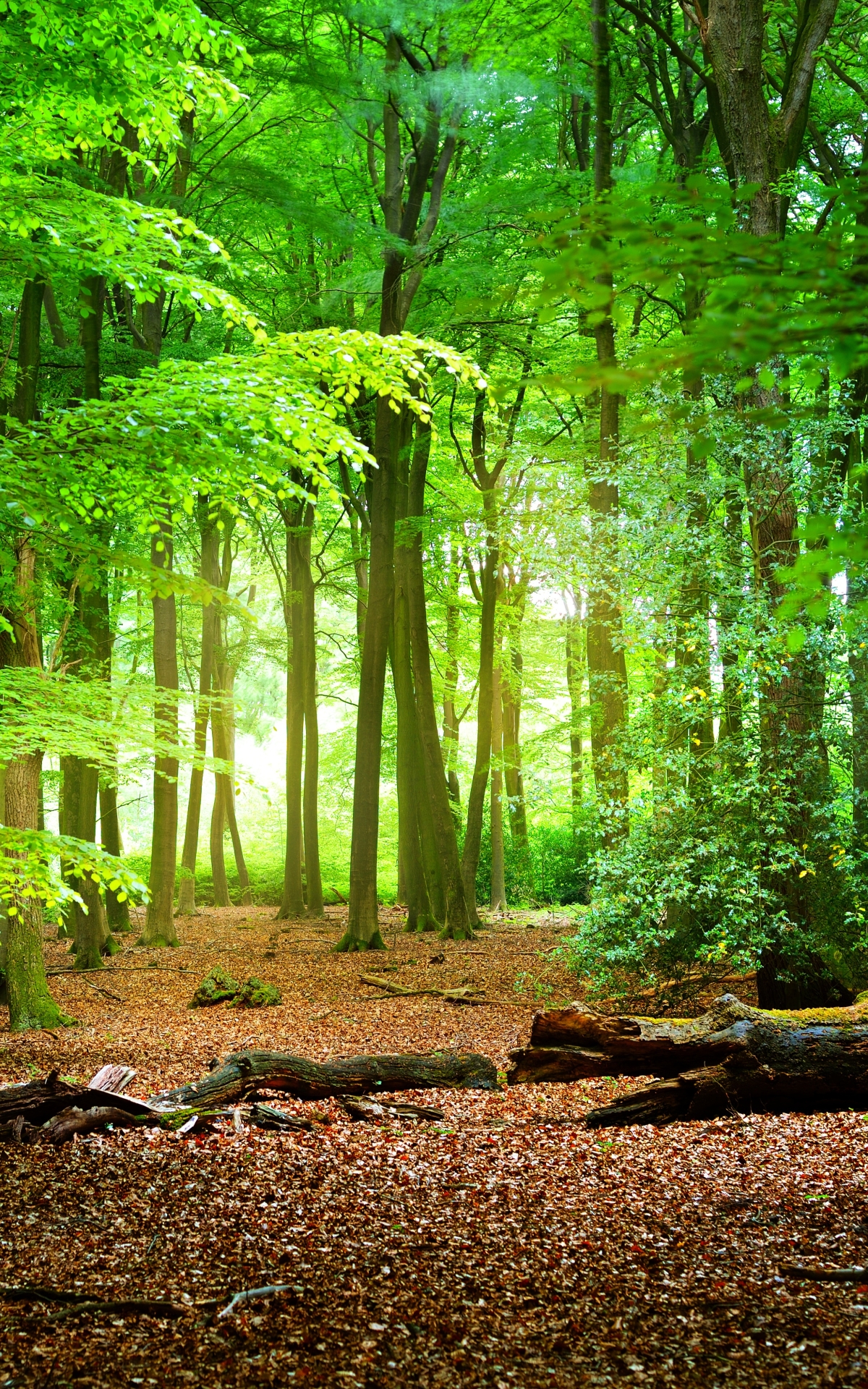 Download mobile wallpaper Forest, Earth for free.