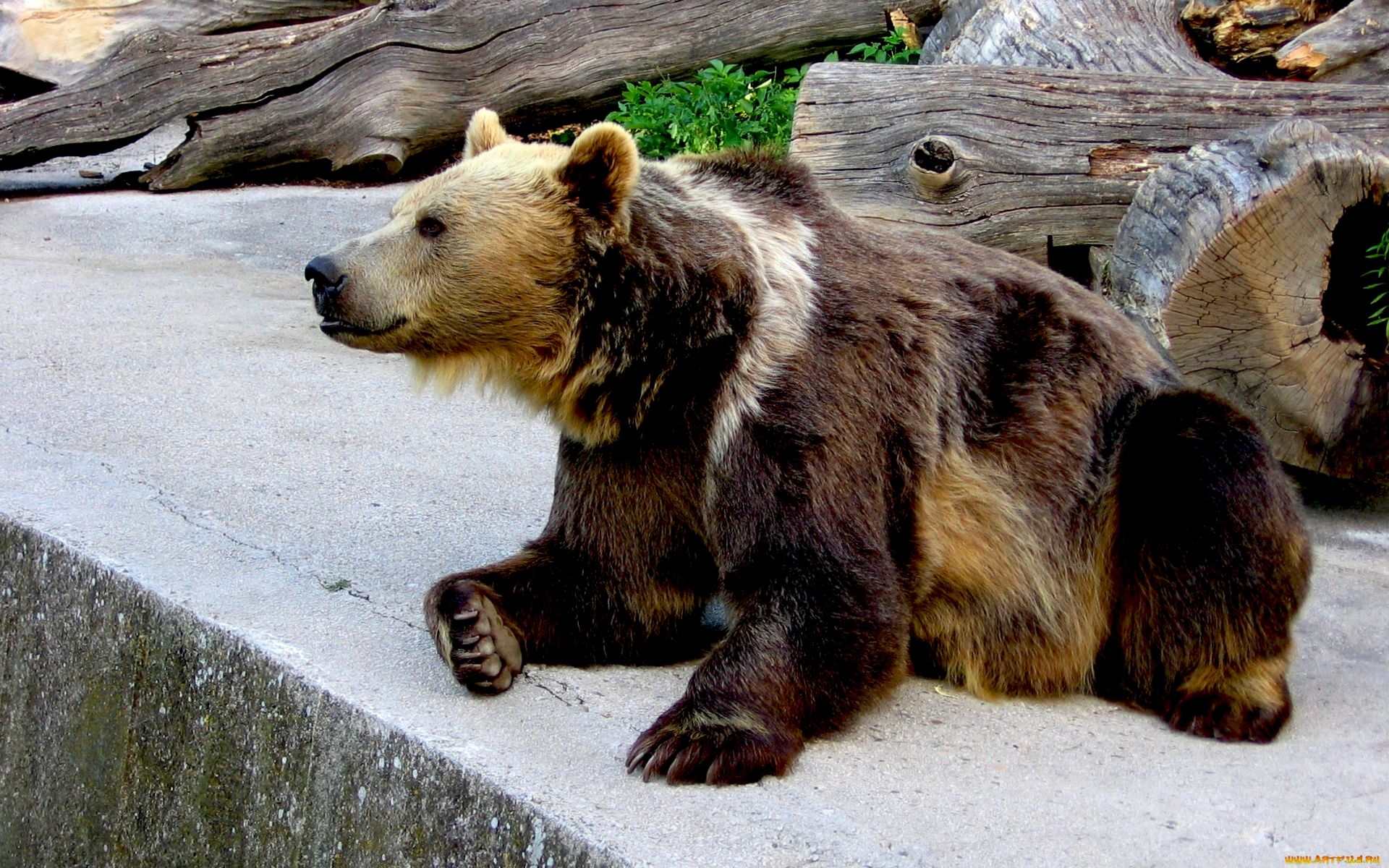 無料モバイル壁紙クマ, 動物をダウンロードします。