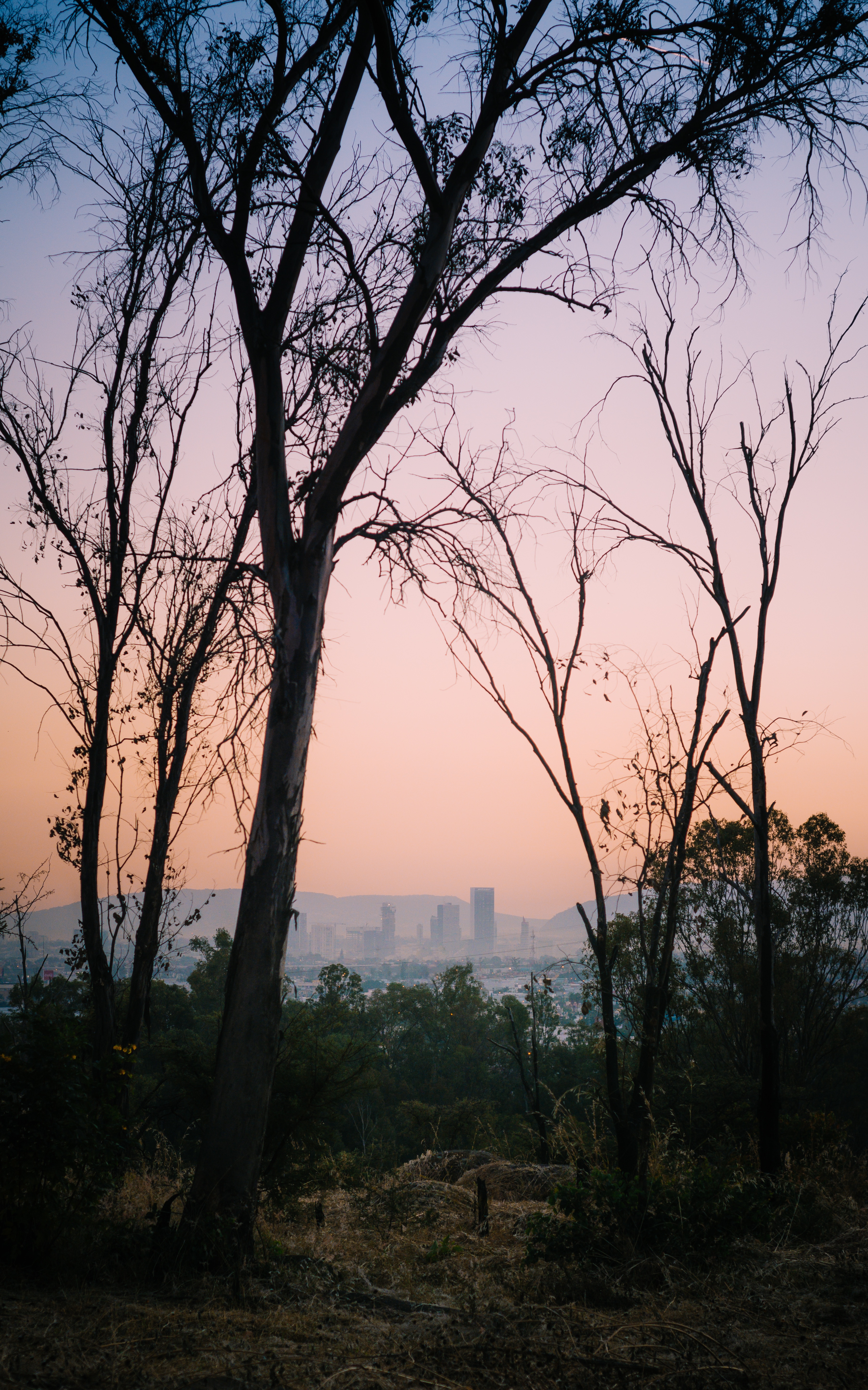 vertical wallpaper city, nature, trees, dawn, mexico