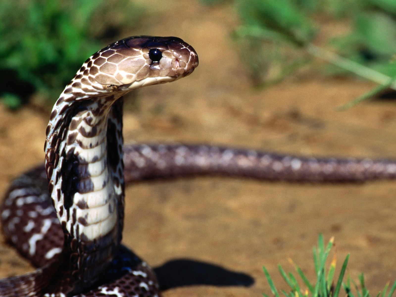 Laden Sie das Tiere, Schlange, Kobra-Bild kostenlos auf Ihren PC-Desktop herunter