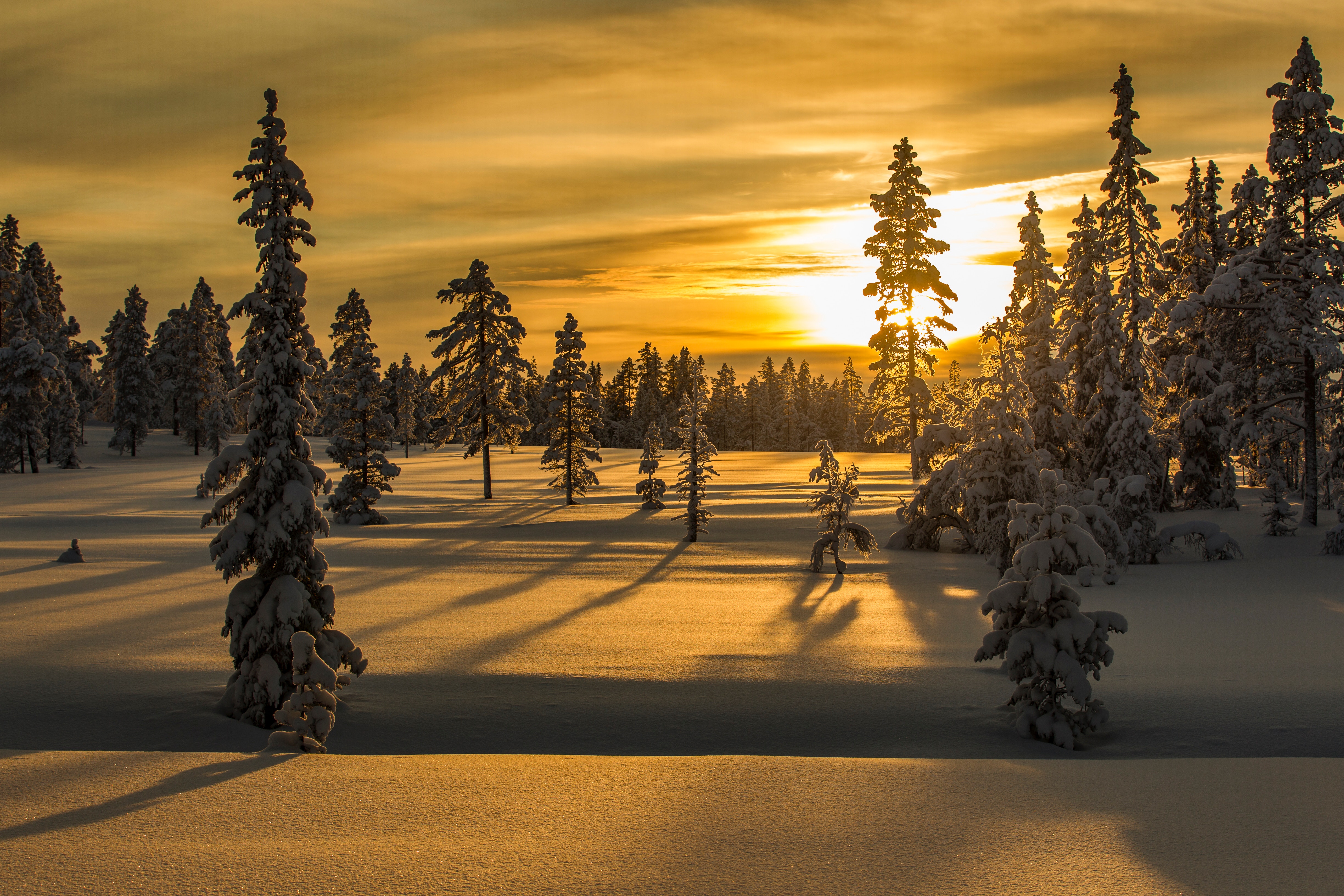 fir trees, nature, snow, sunset, winter, trees HD wallpaper