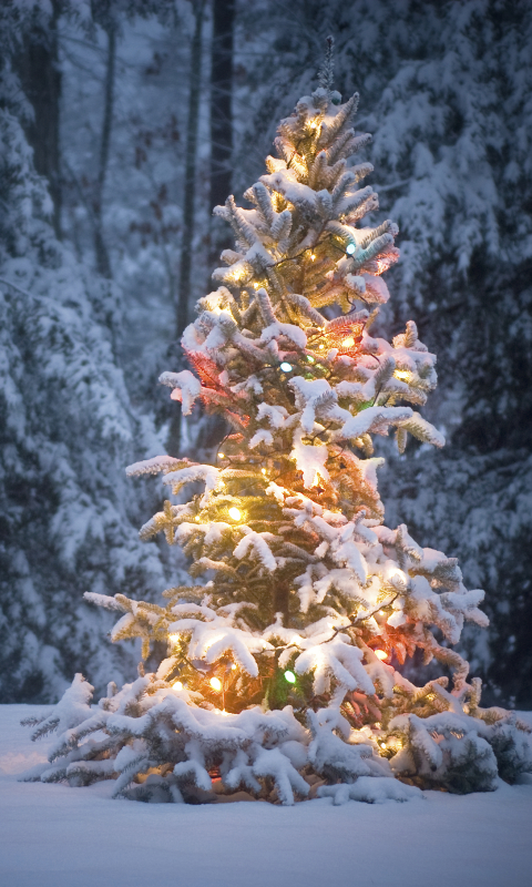 無料モバイル壁紙冬, 雪, クリスマス, クリスマスツリー, ホリデー, クリスマスのあかりをダウンロードします。