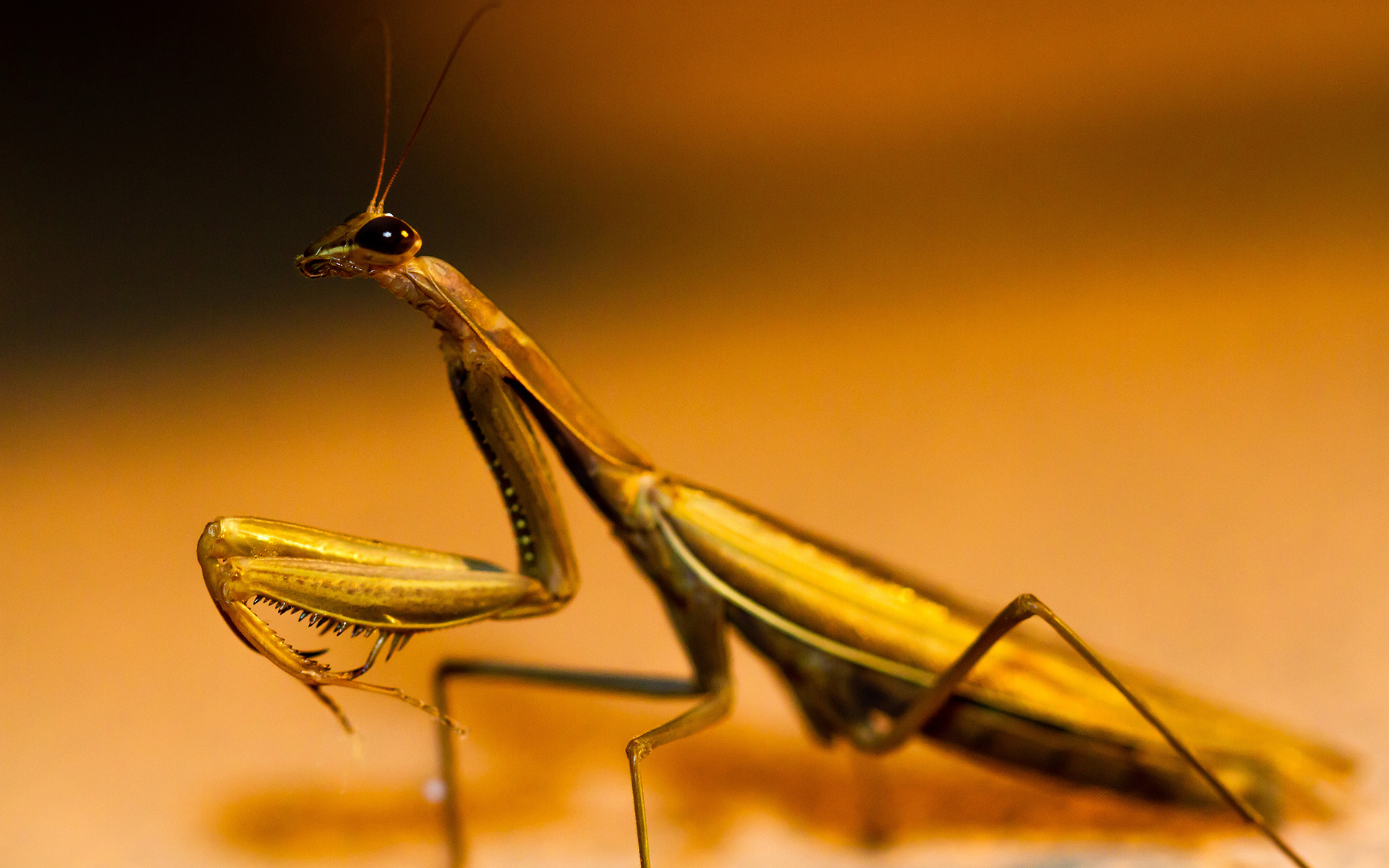 Descarga gratis la imagen Animales, Insectos, Mantis Religiosa en el escritorio de tu PC