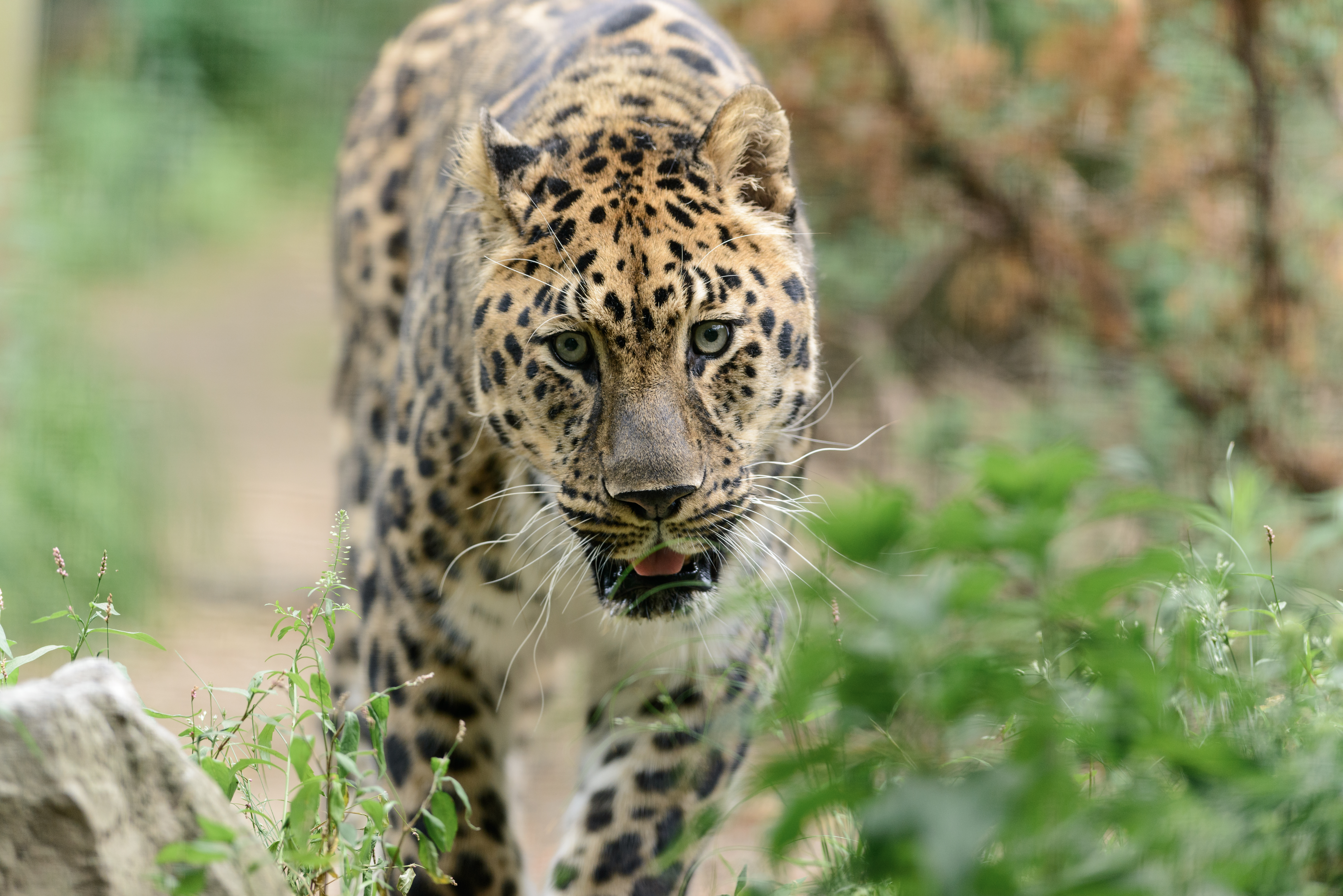 Baixar papel de parede para celular de Animais, Leopardo, Passeio, Predador, Gato Grande, Passear, Predator gratuito.