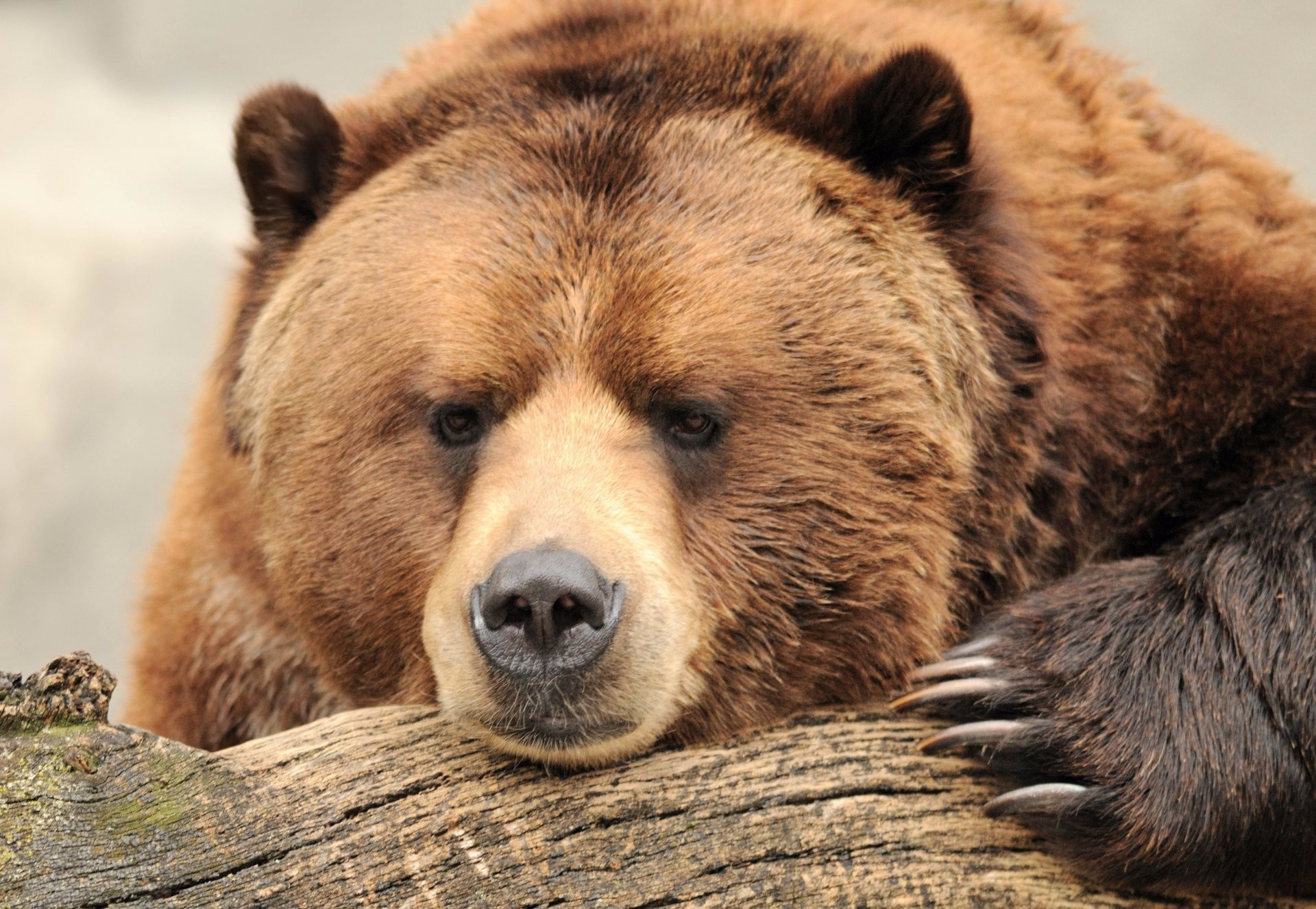 animal, bear, brown bear, log, bears