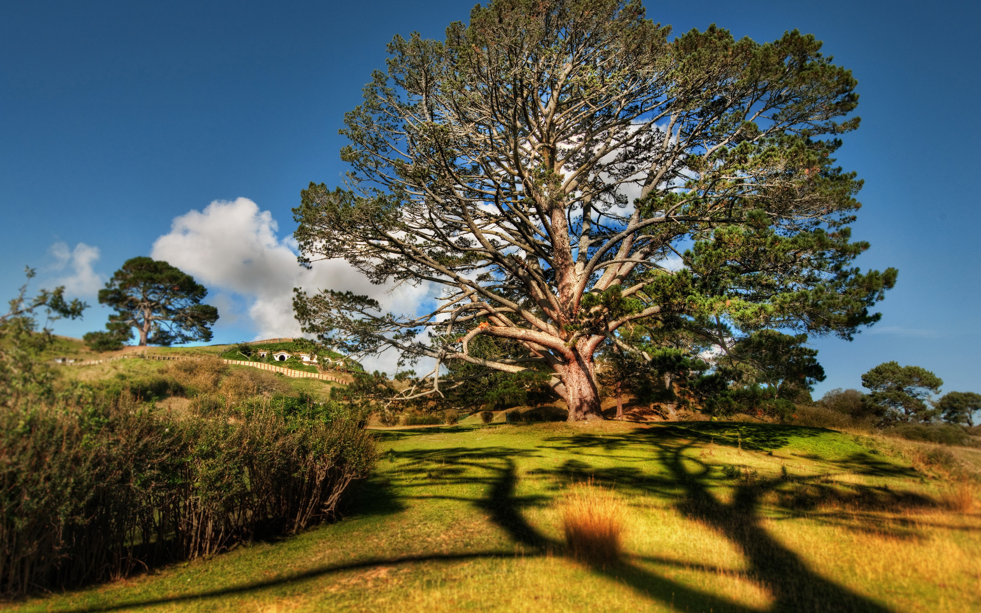 Descarga gratis la imagen Árbol, Tierra/naturaleza en el escritorio de tu PC