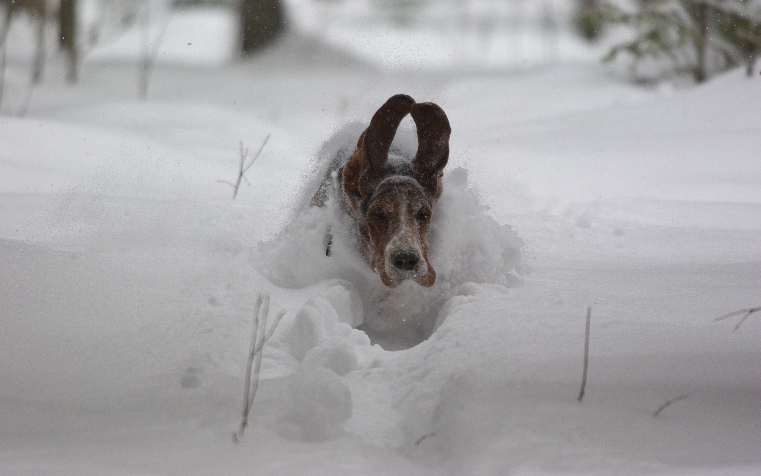 animals, winter, snow, dog, ears, drifts, run away, run
