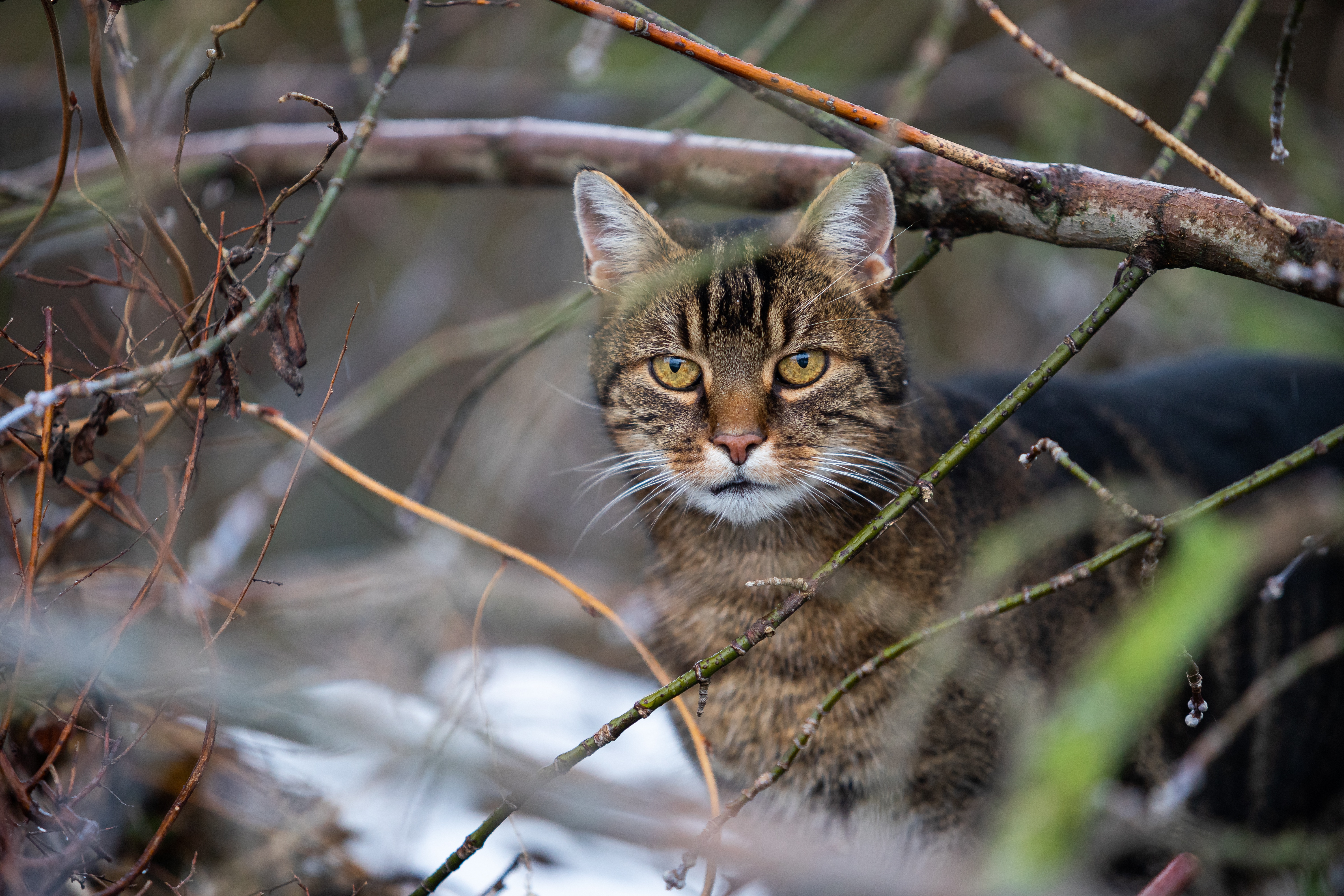 Descarga gratis la imagen Animales, Gatos, Gato en el escritorio de tu PC