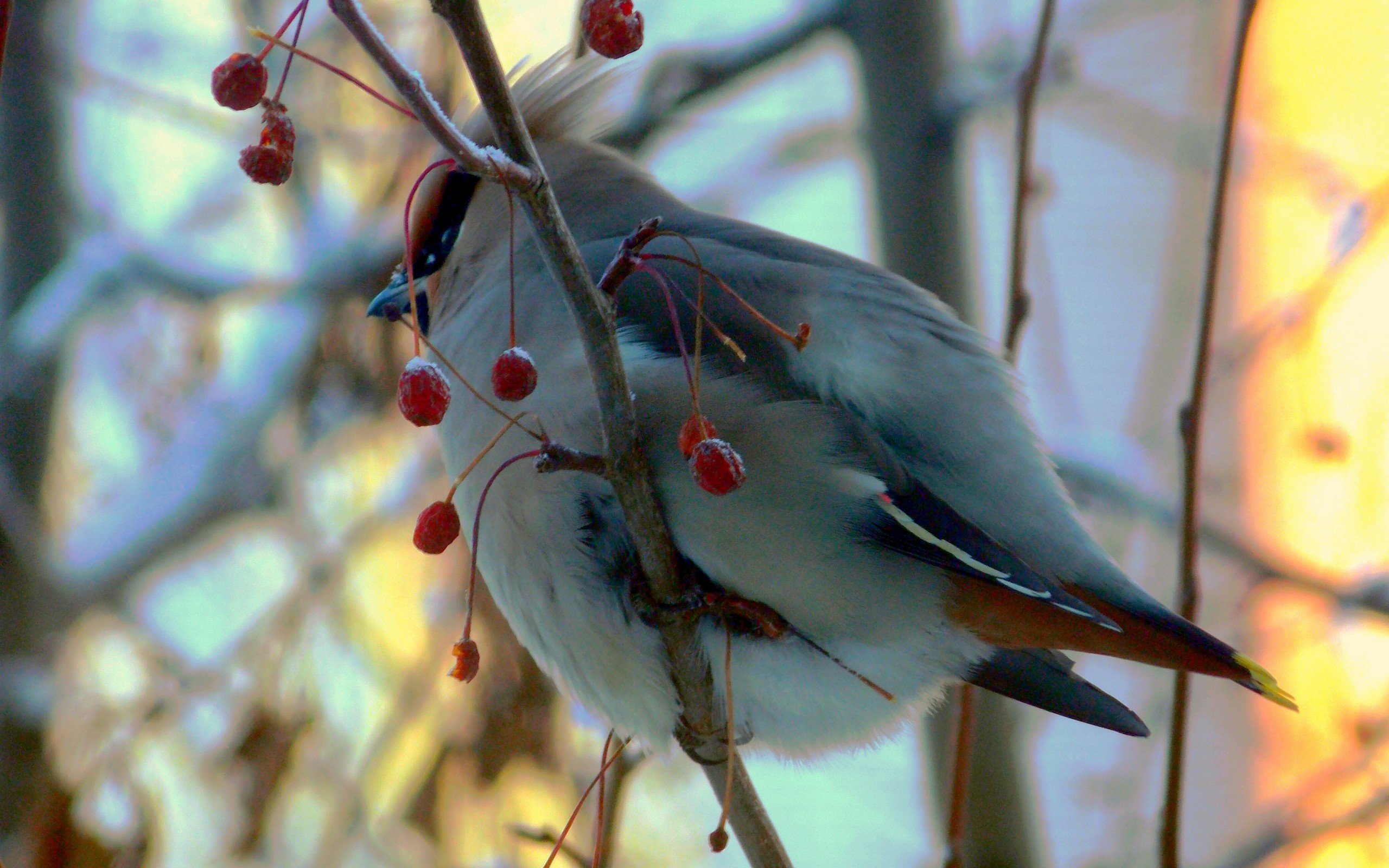 Baixe gratuitamente a imagem Animais, Aves, Pássaro na área de trabalho do seu PC