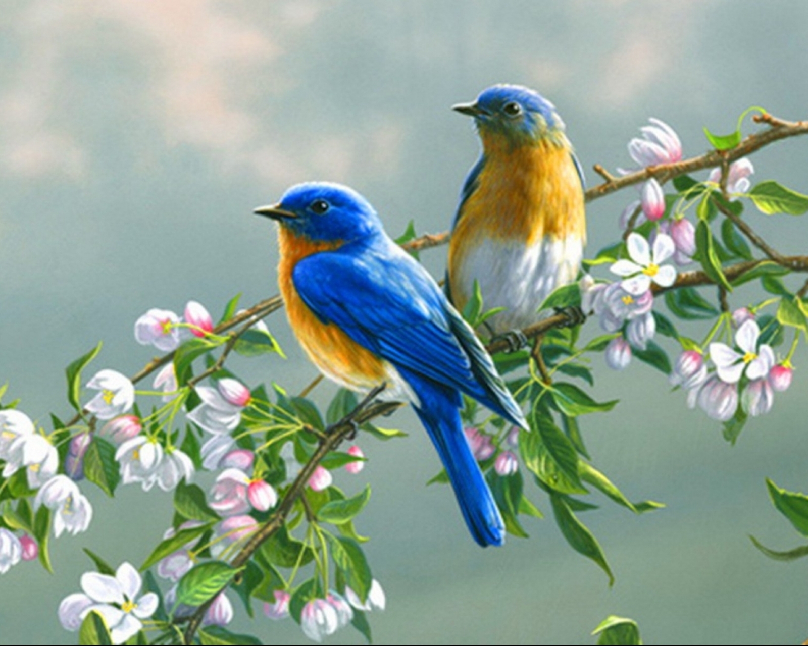 1085033画像をダウンロード動物, 青い鳥, 鳥-壁紙とスクリーンセーバーを無料で