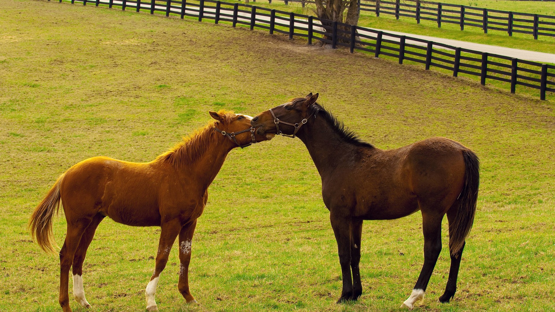 Free download wallpaper Animal, Horse on your PC desktop