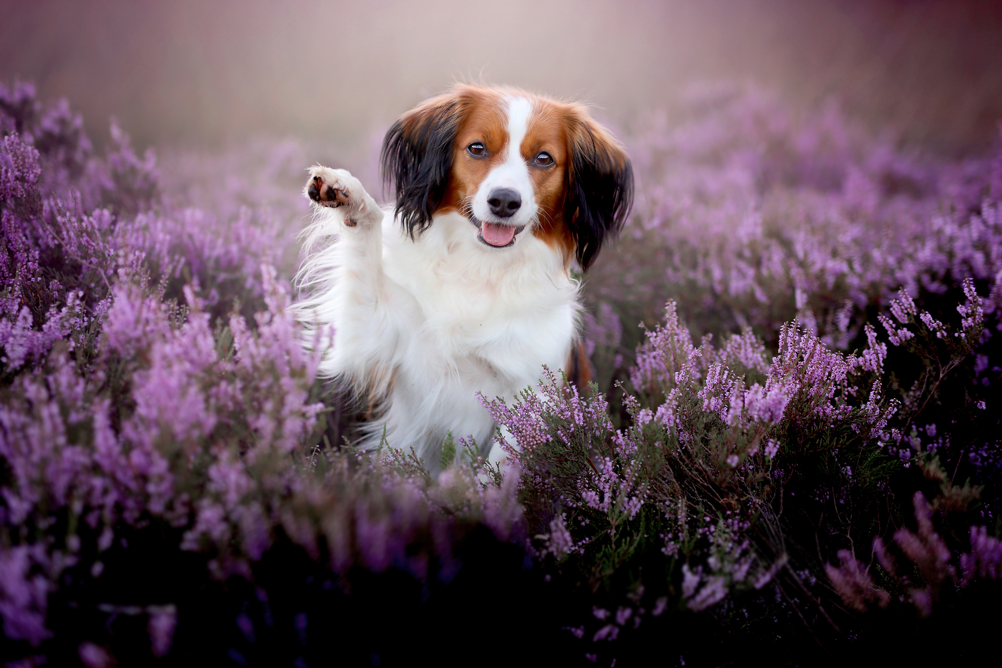 Скачати мобільні шпалери Собаки, Пес, Тварина, Лаванда, Фіолетова Квітка безкоштовно.