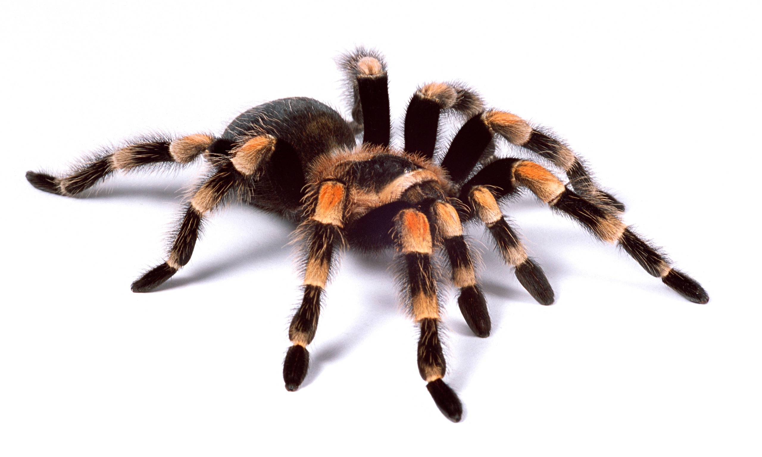 392557 скачать обои животные, тарантул, паук, пауки - заставки и картинки бесплатно