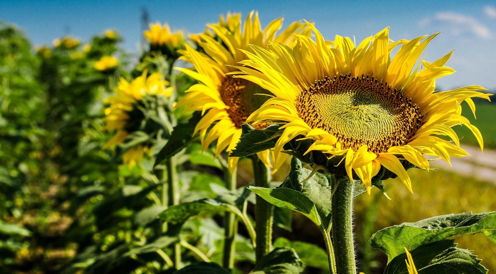 flowers, sunflowers, summer, close up, field, sharpness