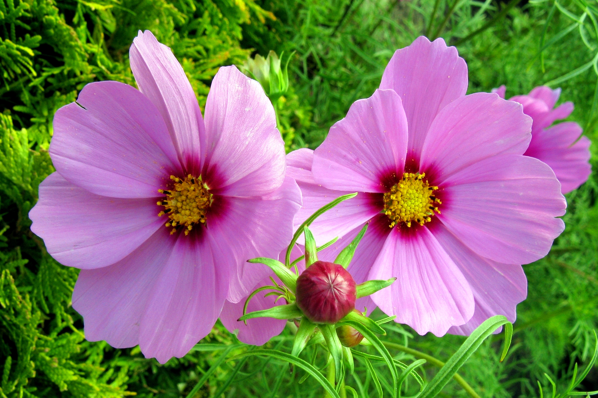 Download mobile wallpaper Flowers, Flower, Close Up, Earth, Cosmos, Pink Flower for free.