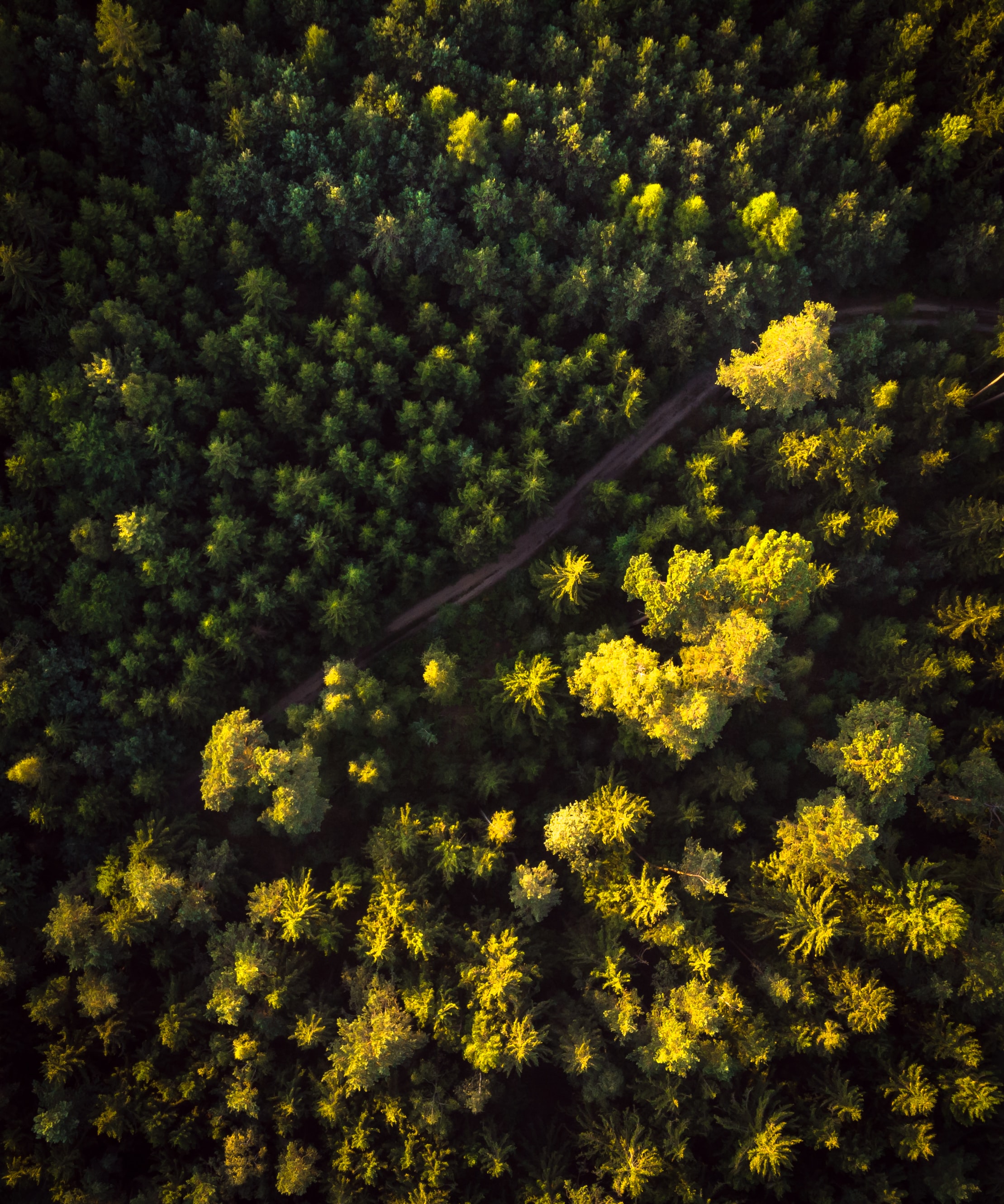 Download mobile wallpaper View From Above, Road, Trees, Forest, Nature for free.