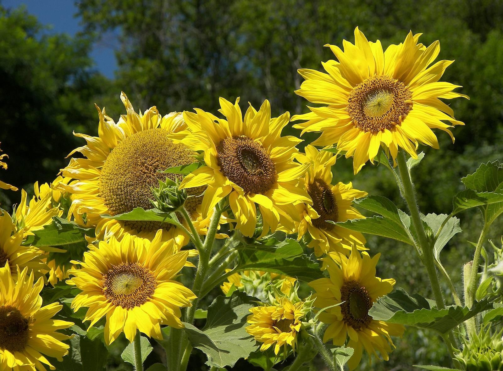 sunflowers, flowers, trees, sky, summer, sunny Desktop Wallpaper