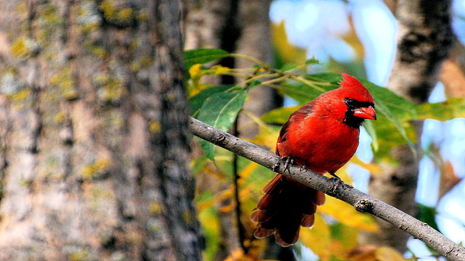 Free download wallpaper Birds, Animal, Cardinal on your PC desktop