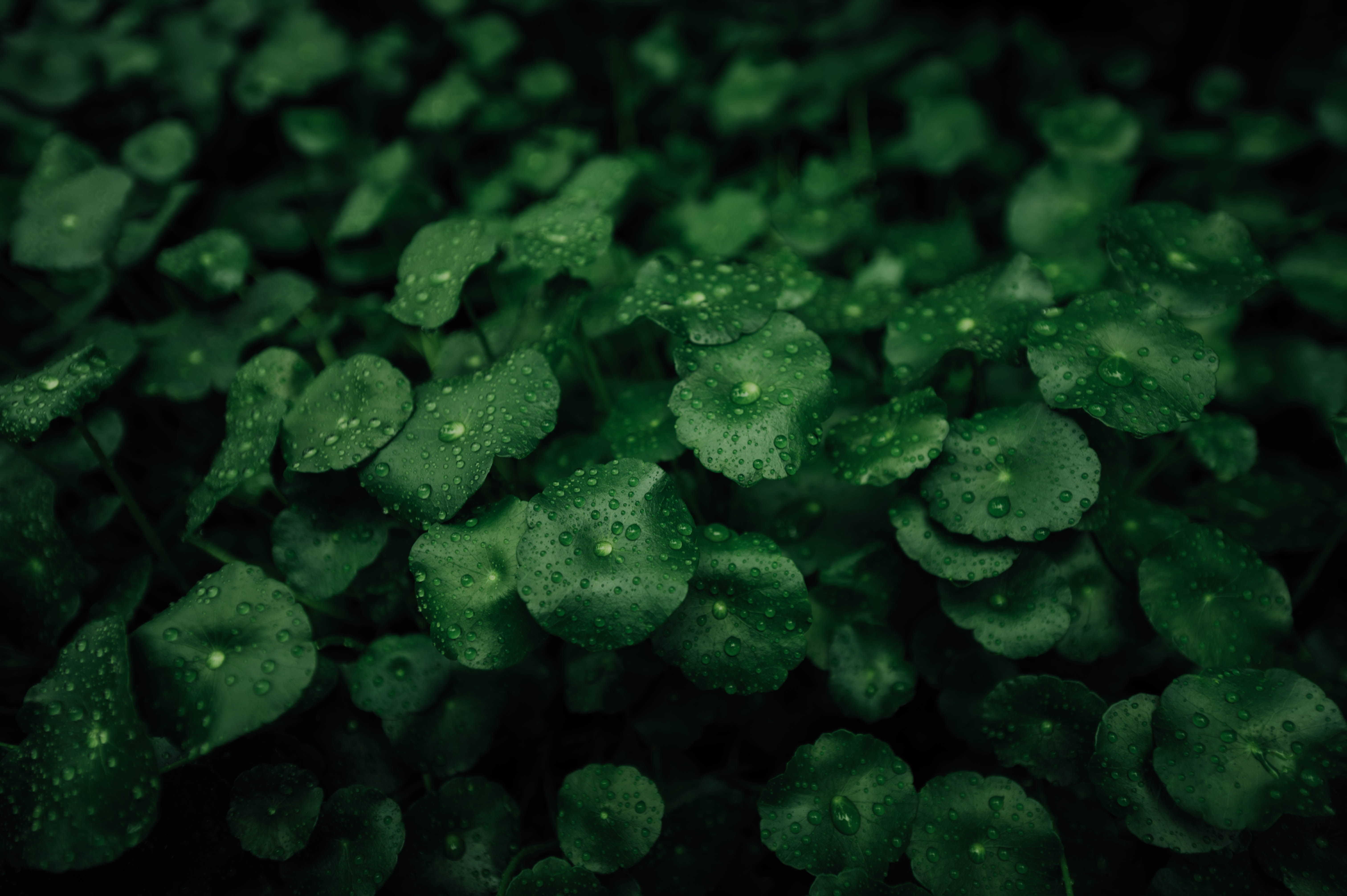 Free download wallpaper Dew, Macro, Wet, Leaves, Drops, Plants on your PC desktop