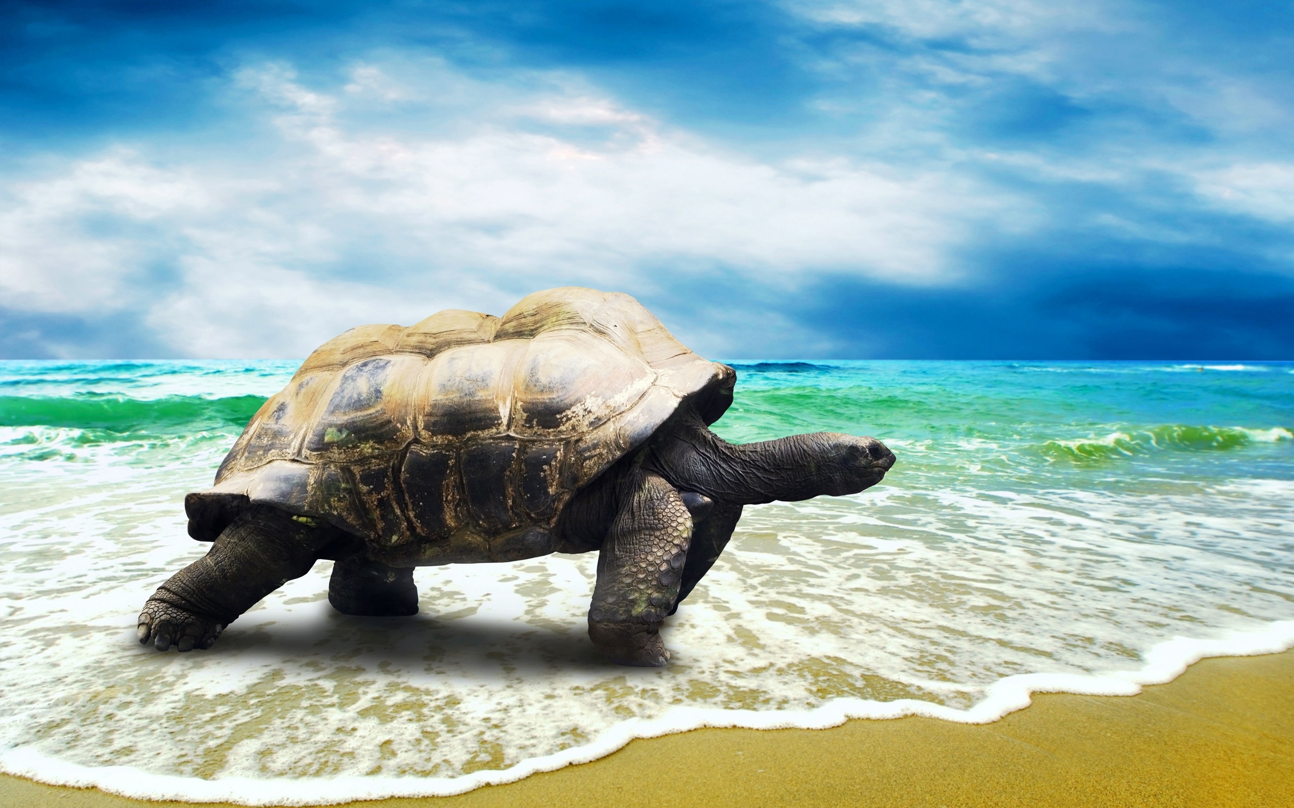 Descarga gratuita de fondo de pantalla para móvil de Animales, Tortuga.