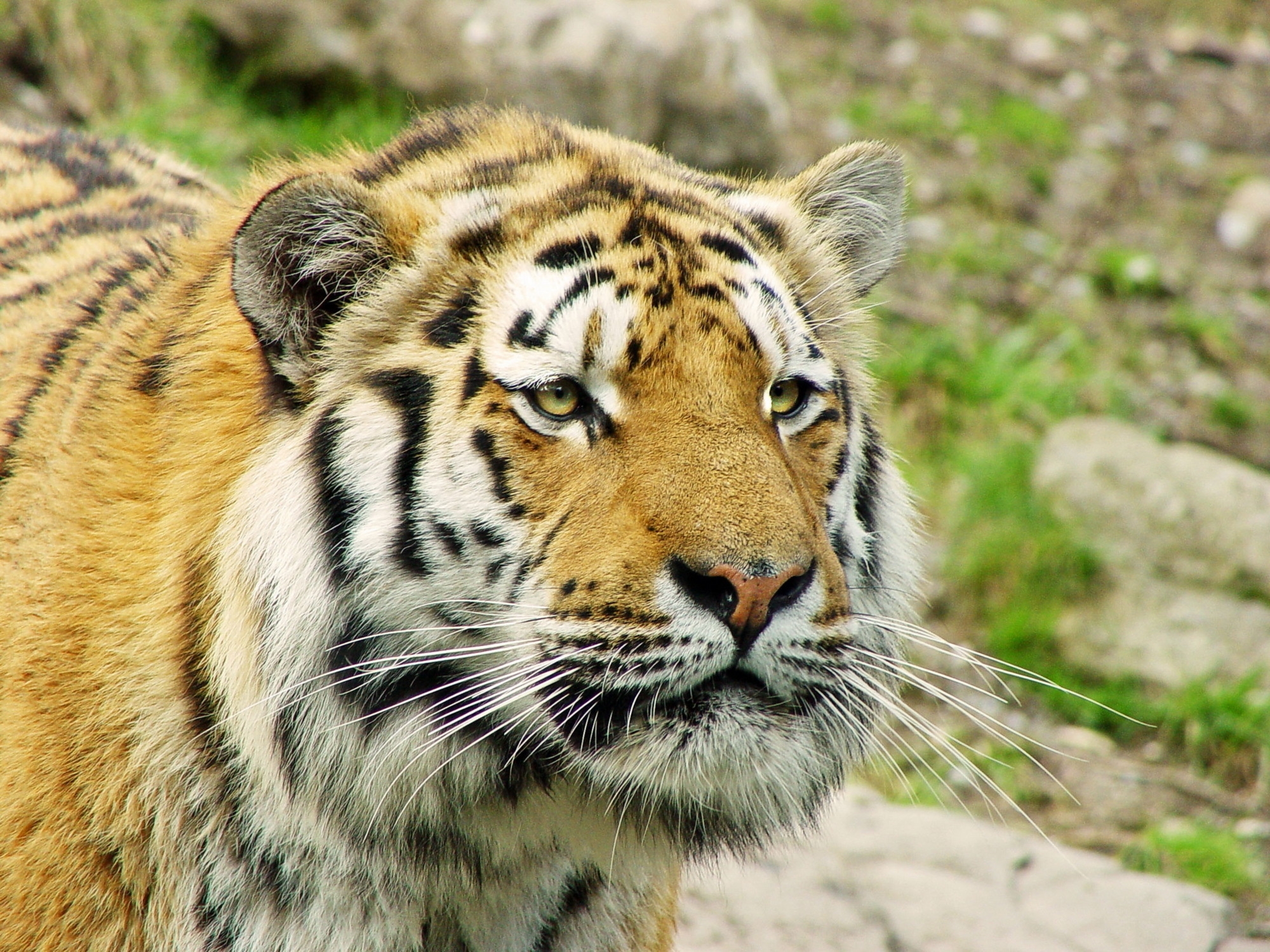 animals, predator, sight, opinion, tiger, fashion wallpapers for tablet