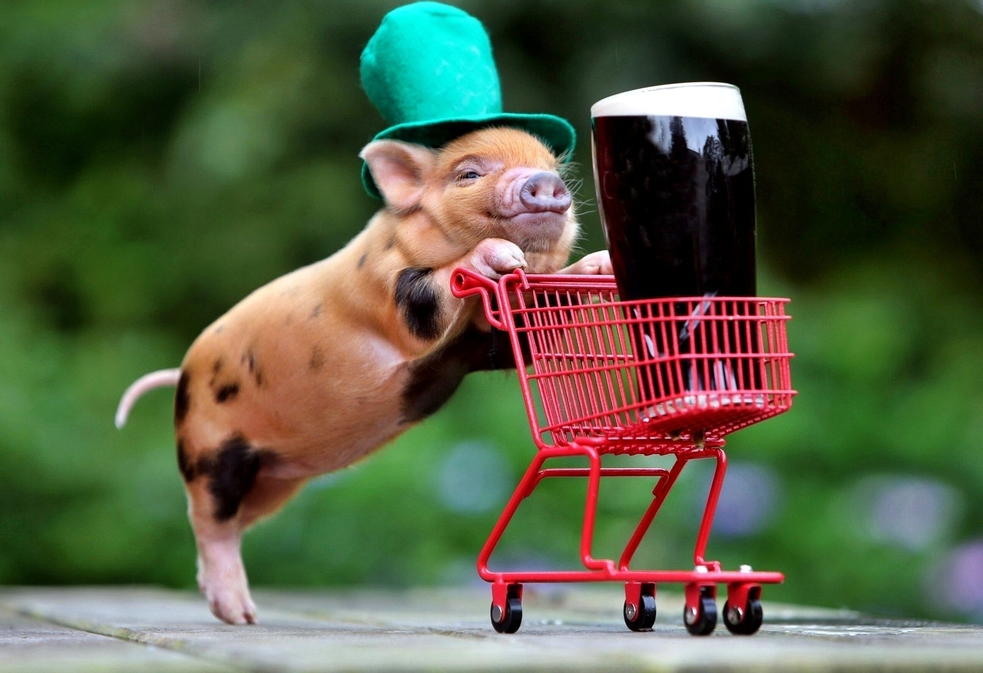 Handy-Wallpaper Humor, Feiertage, Bier, Schwein, St Patricks Day kostenlos herunterladen.