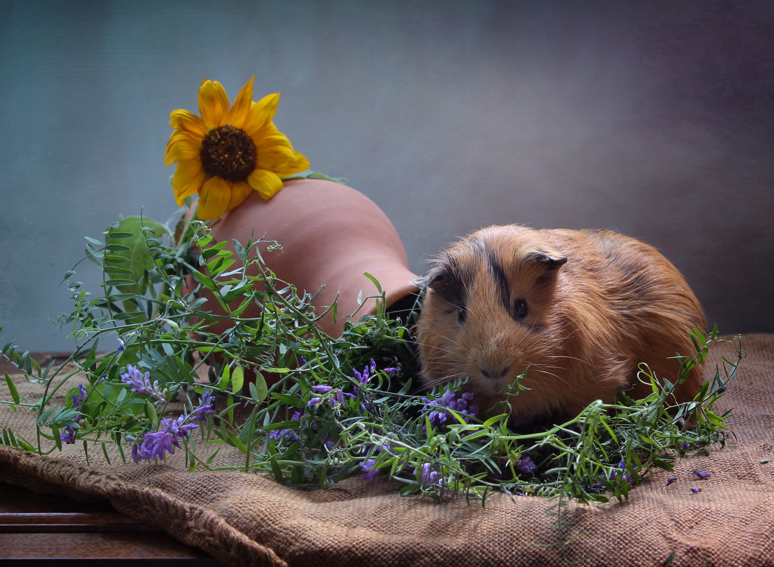 Download mobile wallpaper Animal, Guinea Pig for free.