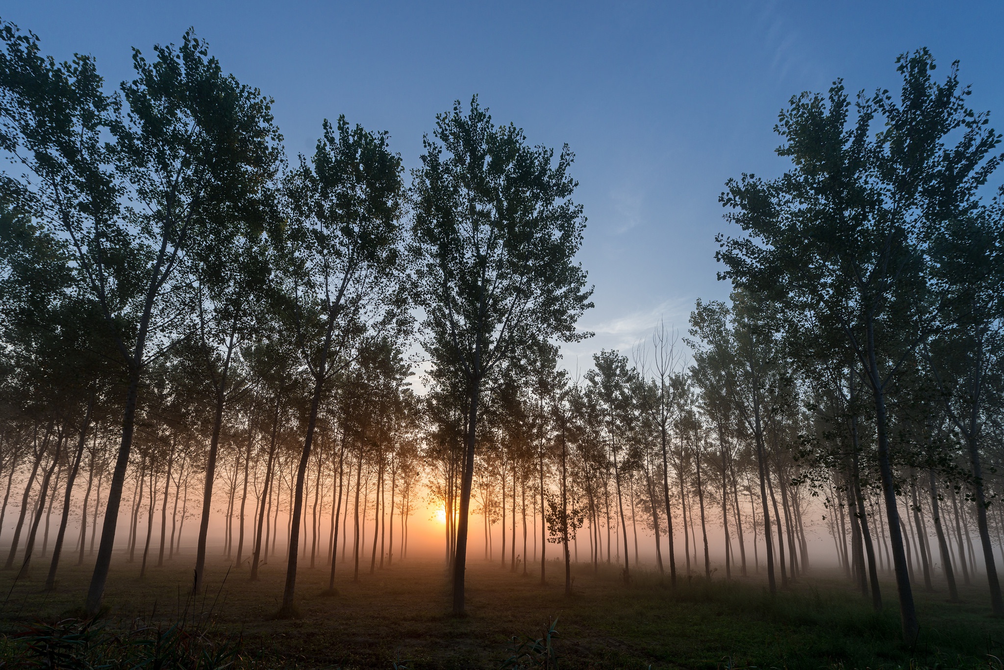 Téléchargez des papiers peints mobile Arbre, Brouillard, La Nature, Terre/nature, Lever De Soleil gratuitement.