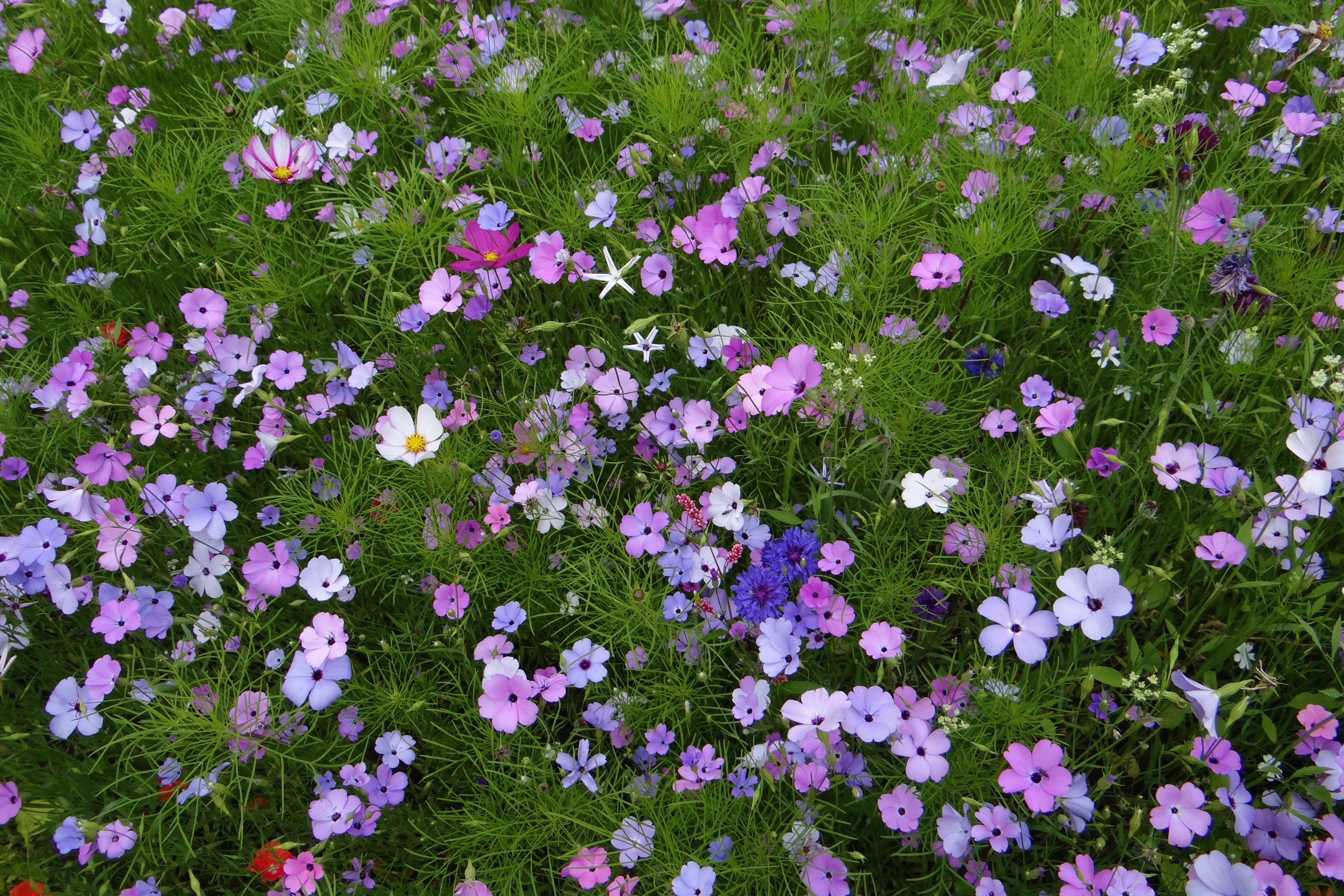 Laden Sie das Blumen, Blume, Wiese, Lila Blume, Erde/natur, Kosmeen-Bild kostenlos auf Ihren PC-Desktop herunter