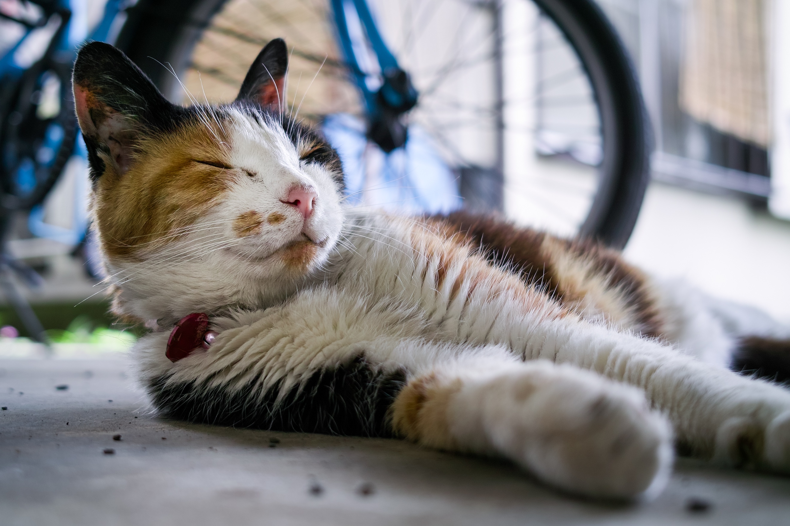 Handy-Wallpaper Tiere, Katzen, Katze, Schlafen kostenlos herunterladen.