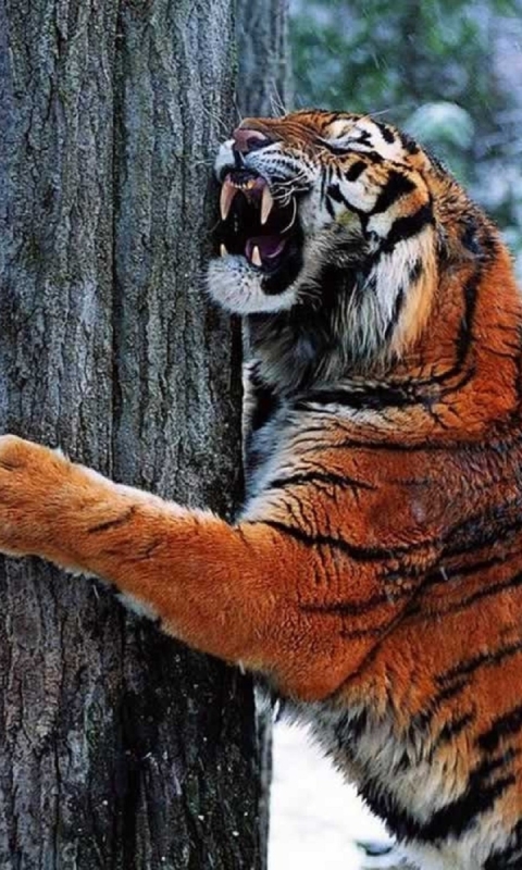 Download mobile wallpaper Cats, Tiger, Animal for free.