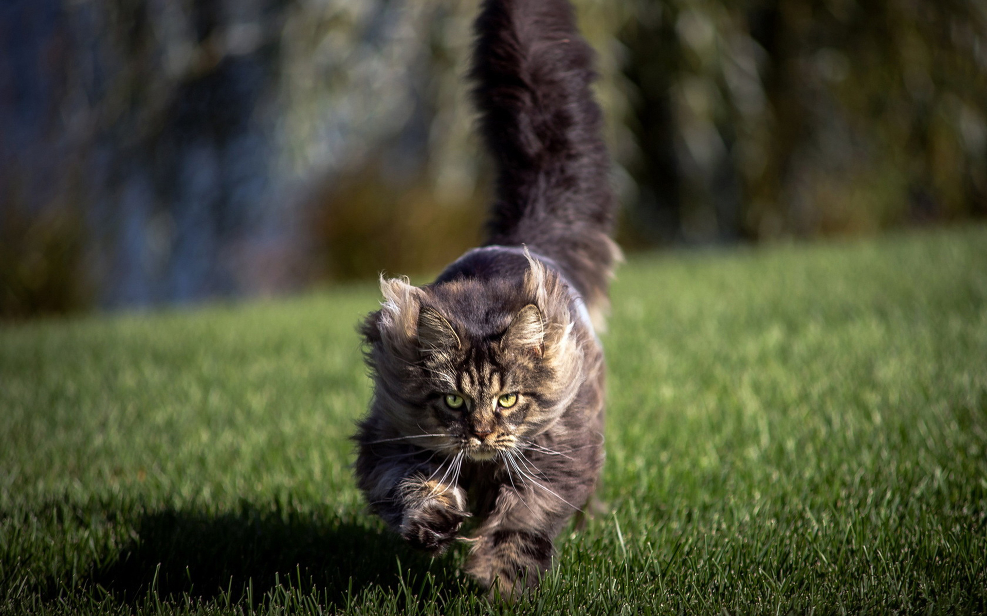 Descarga gratuita de fondo de pantalla para móvil de Gato, Gatos, Animales.