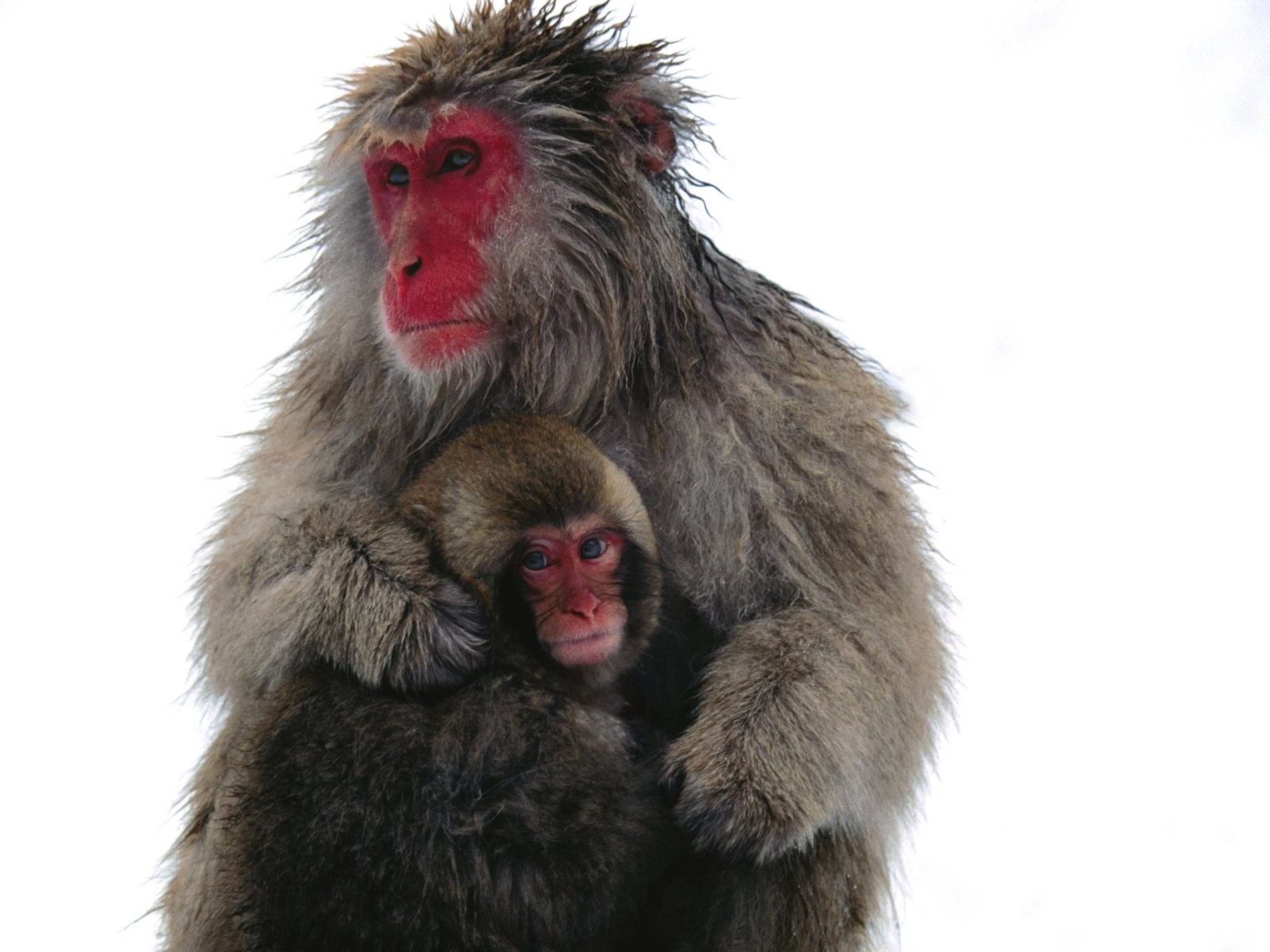 Скачати мобільні шпалери Японська Макака, Мавпи, Тварина безкоштовно.