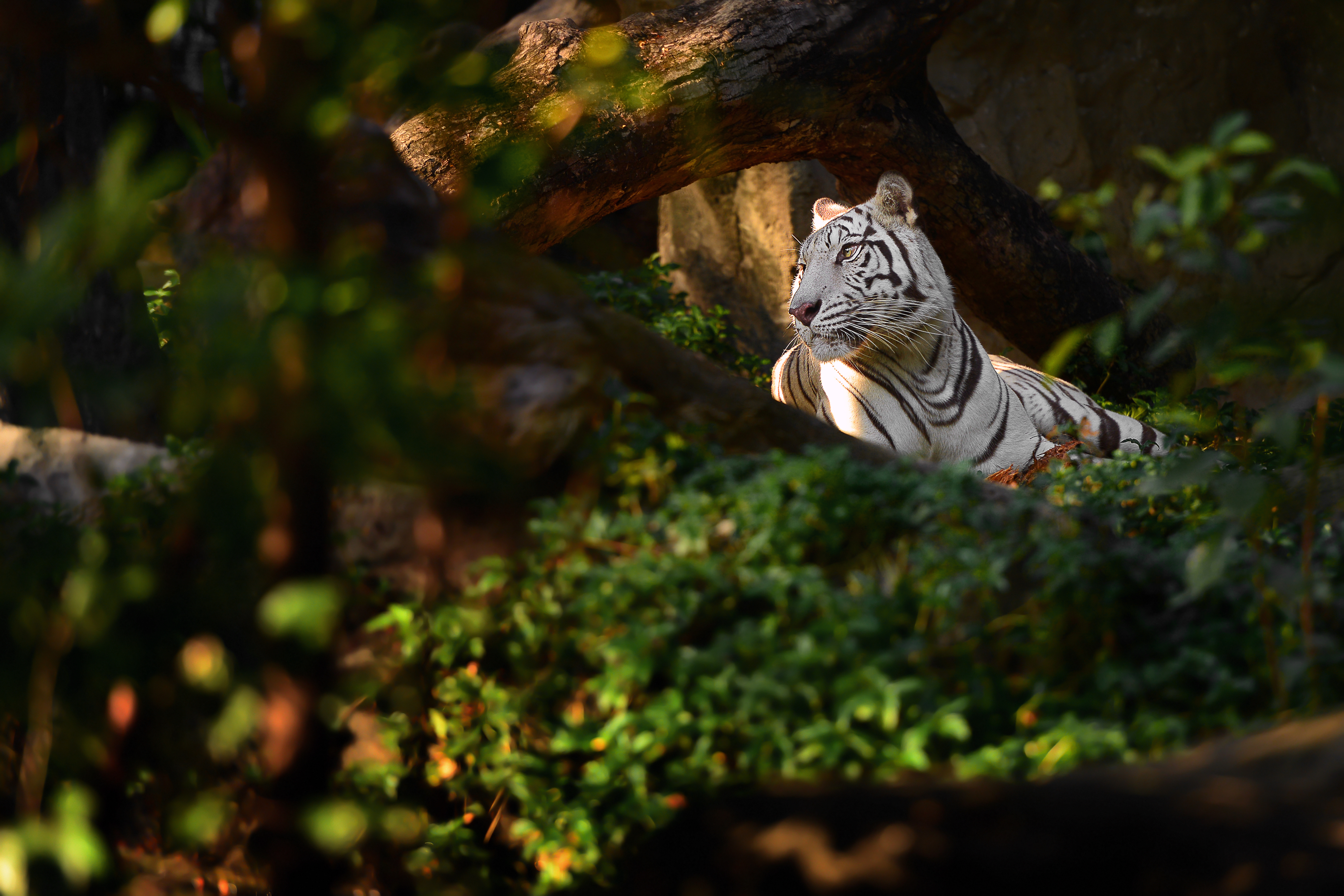 Téléchargez gratuitement l'image Animaux, Chats, Tigre, Tigre Blanc sur le bureau de votre PC