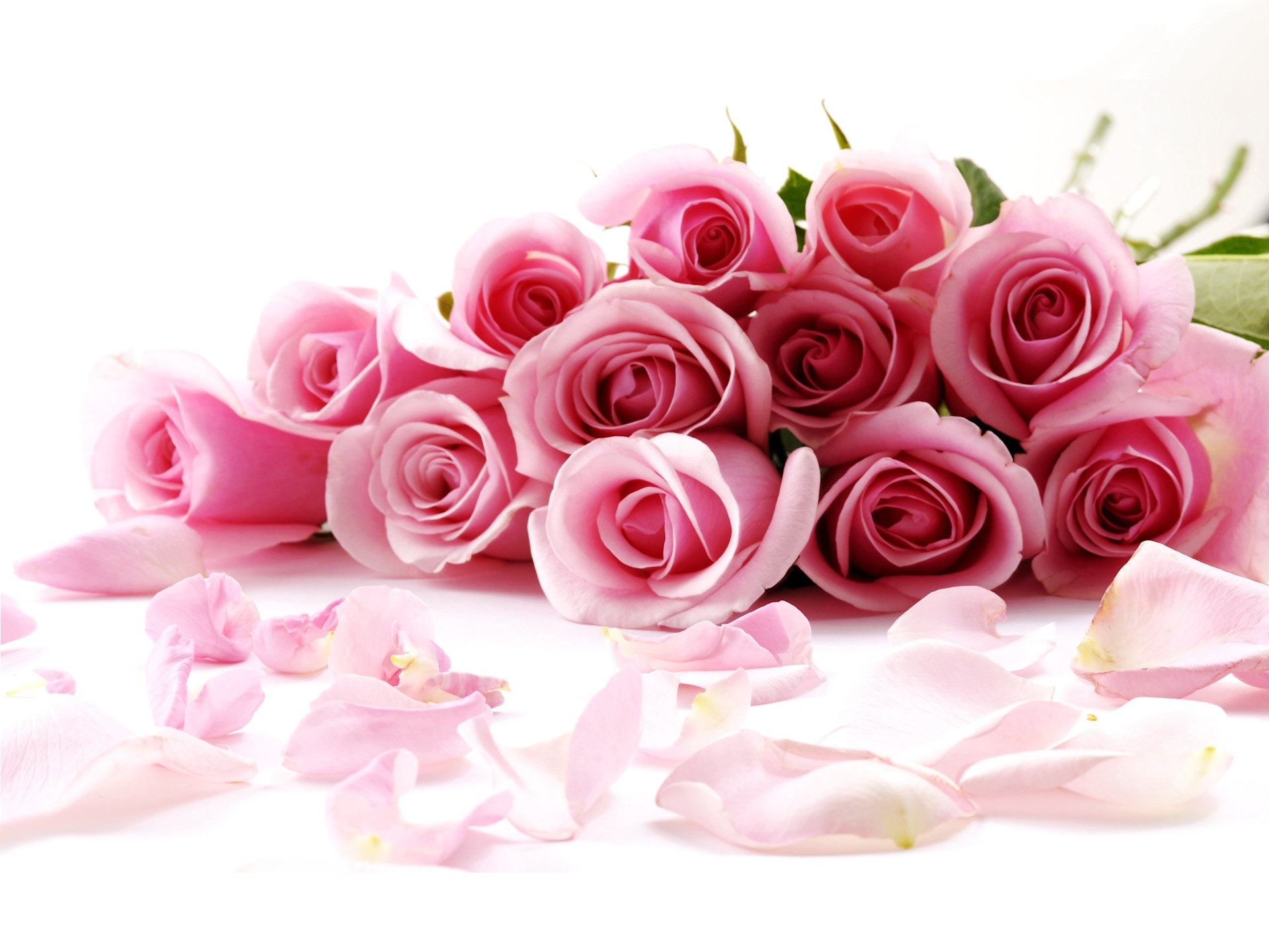 Free download wallpaper Flowers, Flower, Rose, Earth, Pastel on your PC desktop