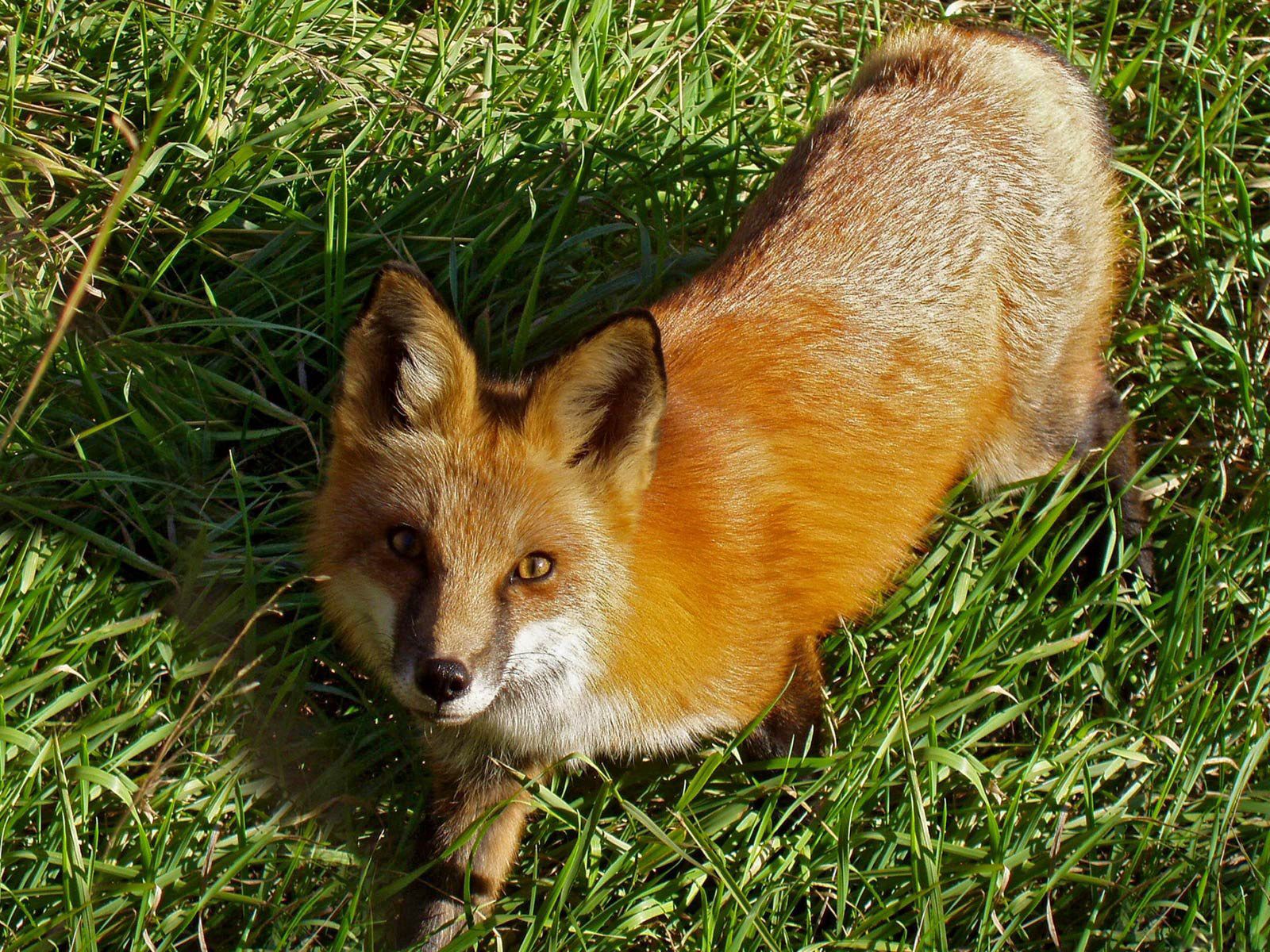 Download mobile wallpaper Sight, Grass, Muzzle, Opinion, Animals, Stroll, Fox for free.