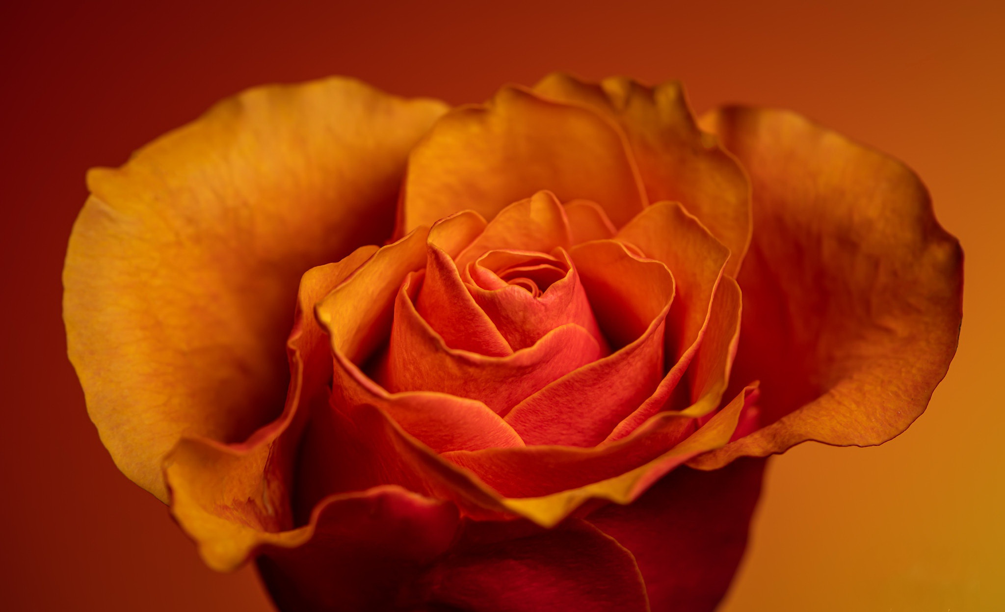 Download mobile wallpaper Flowers, Flower, Macro, Rose, Earth, Petal, Orange Rose for free.