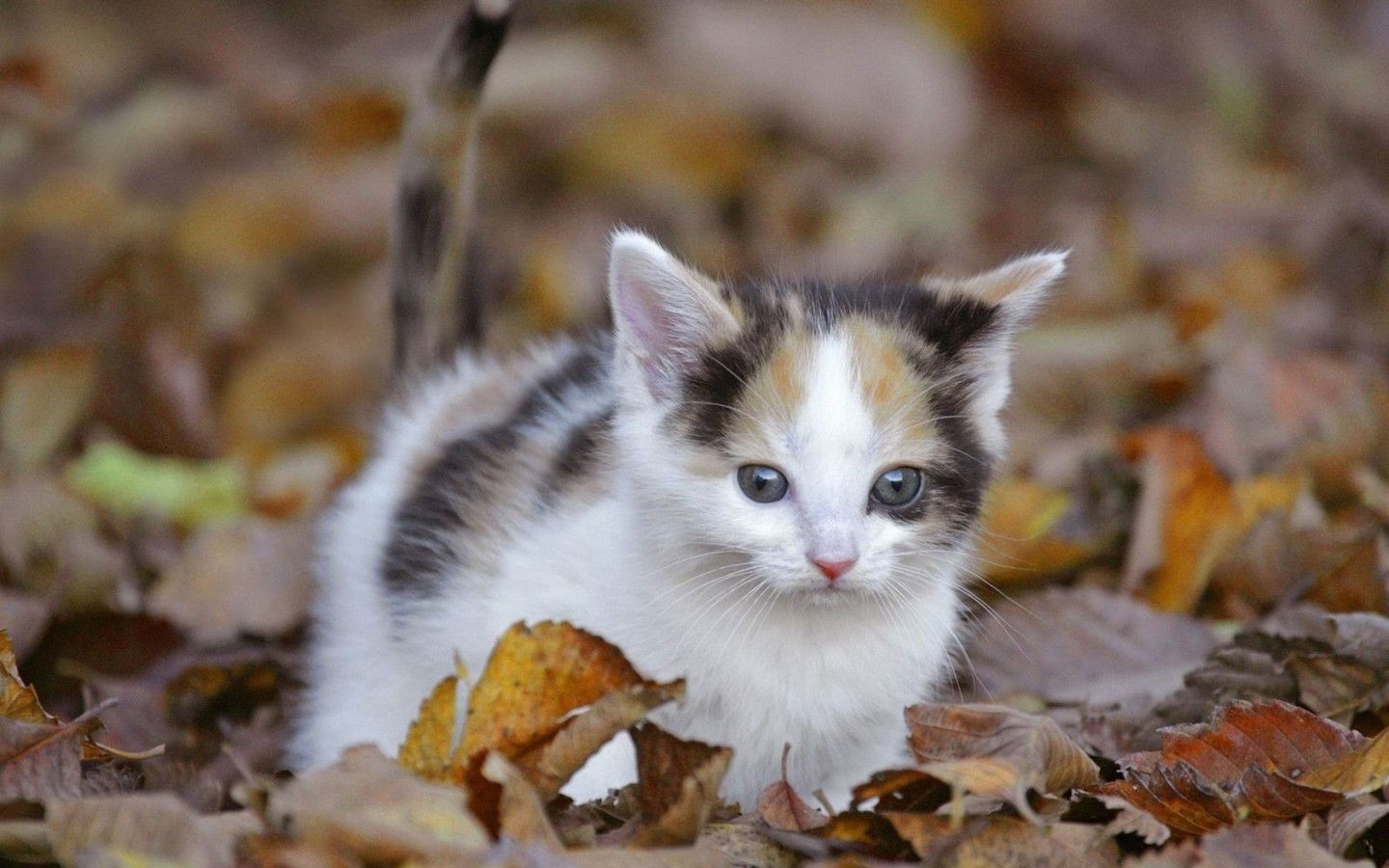 Handy-Wallpaper Tiere, Katze kostenlos herunterladen.