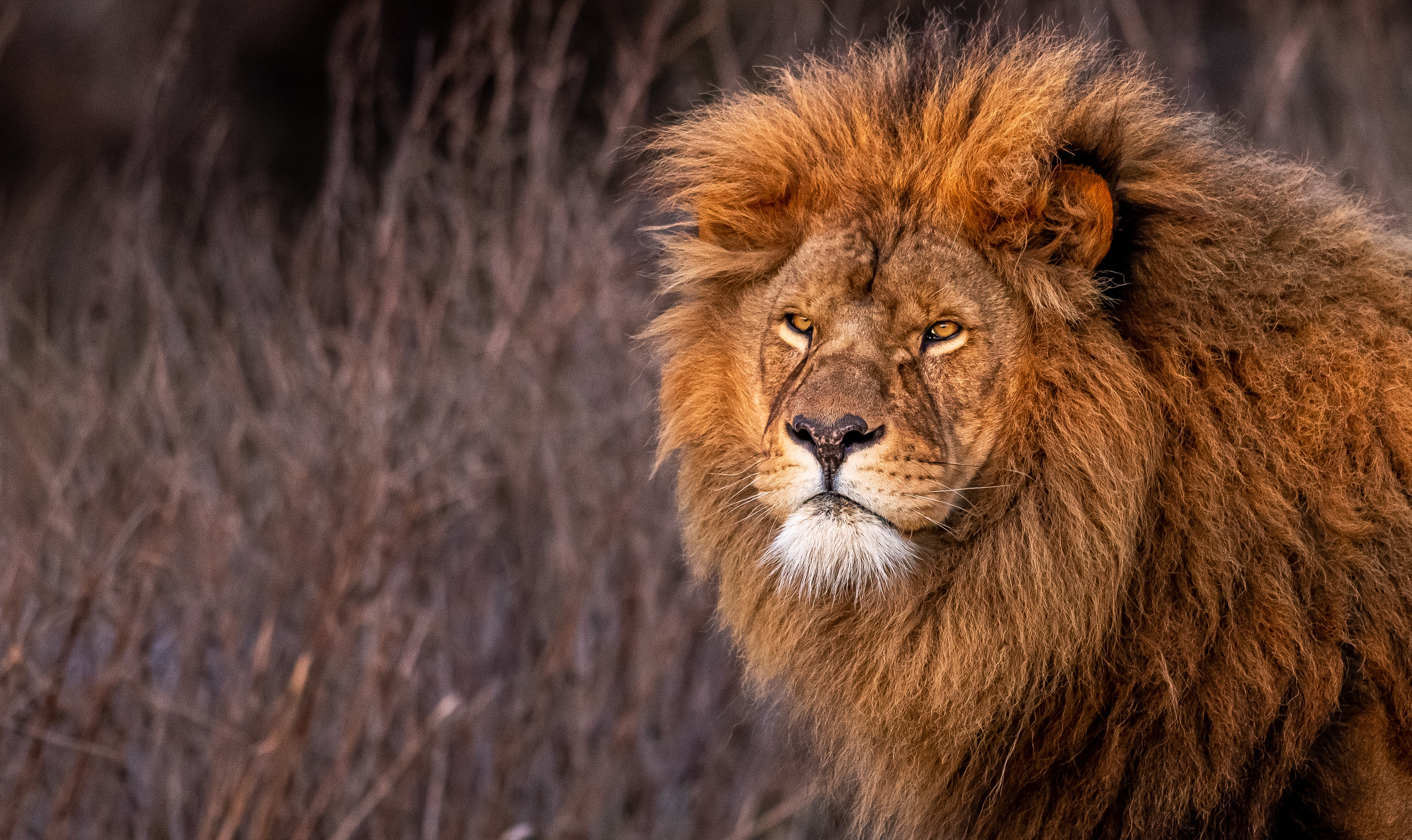 Descarga gratuita de fondo de pantalla para móvil de Animales, Gatos, León.