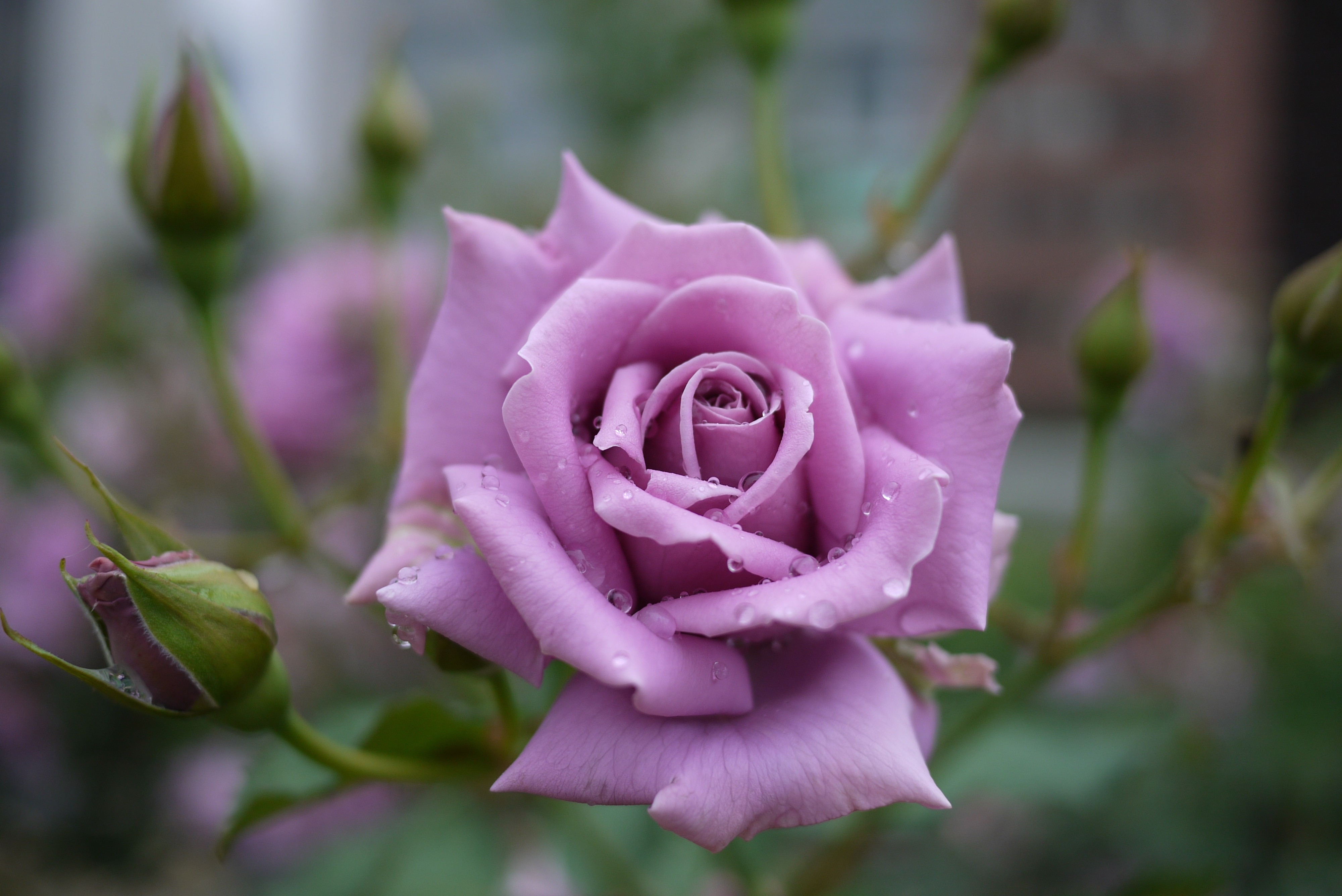 Téléchargez des papiers peints mobile Fleurs, Rose, Fleur, Macro, La Nature, Terre/nature, Fleur Rose gratuitement.