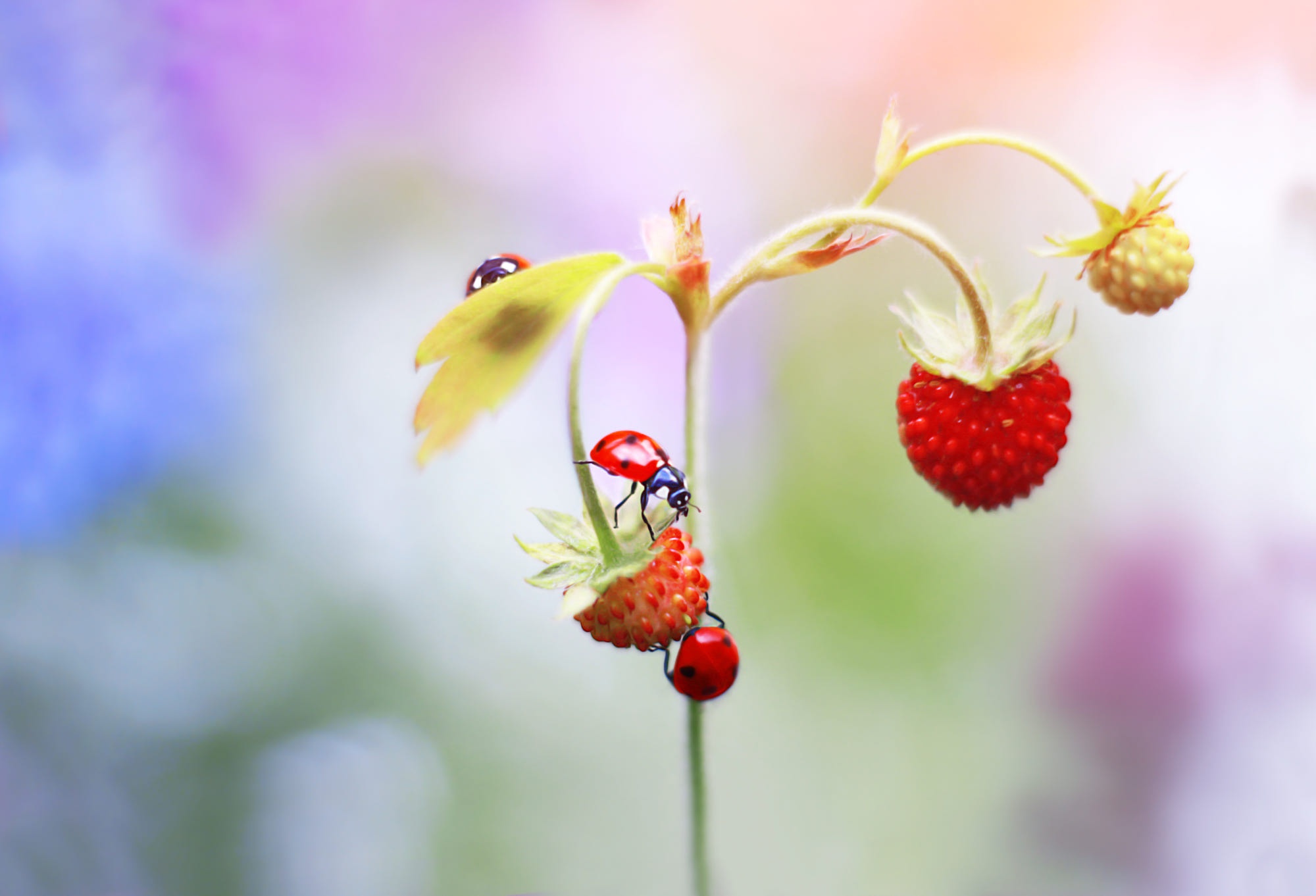 Download mobile wallpaper Strawberry, Macro, Insect, Berry, Animal, Ladybug for free.
