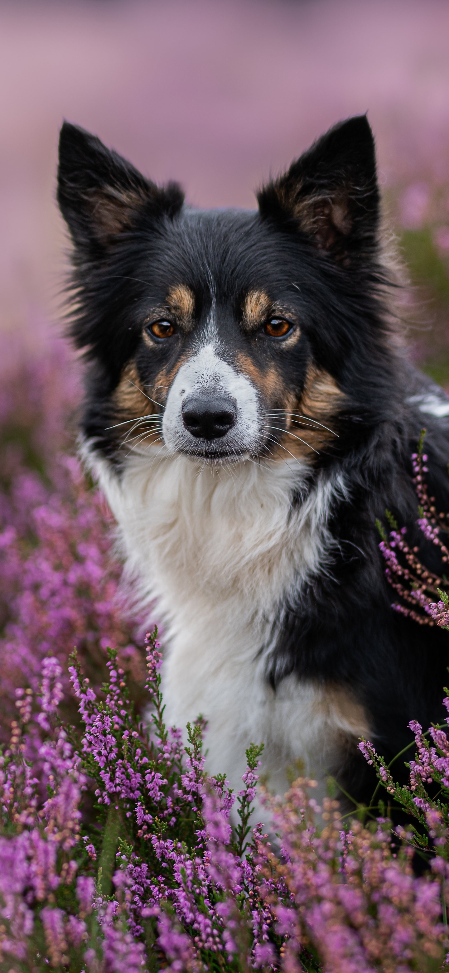 Download mobile wallpaper Dogs, Heather, Flower, Dog, Animal, Border Collie for free.