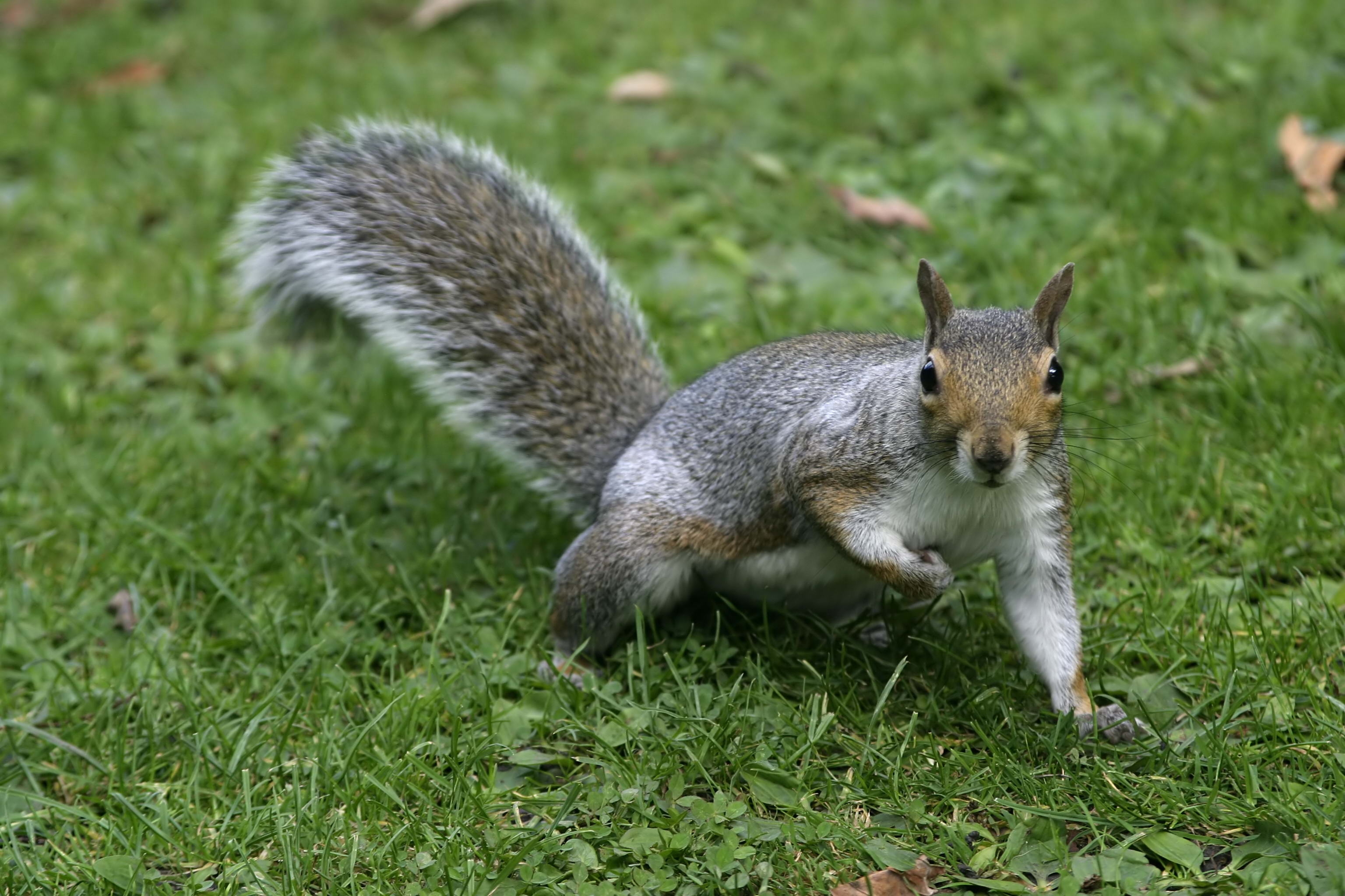 Free download wallpaper Animals, Grass, Fluffy, Tail, Squirrel on your PC desktop